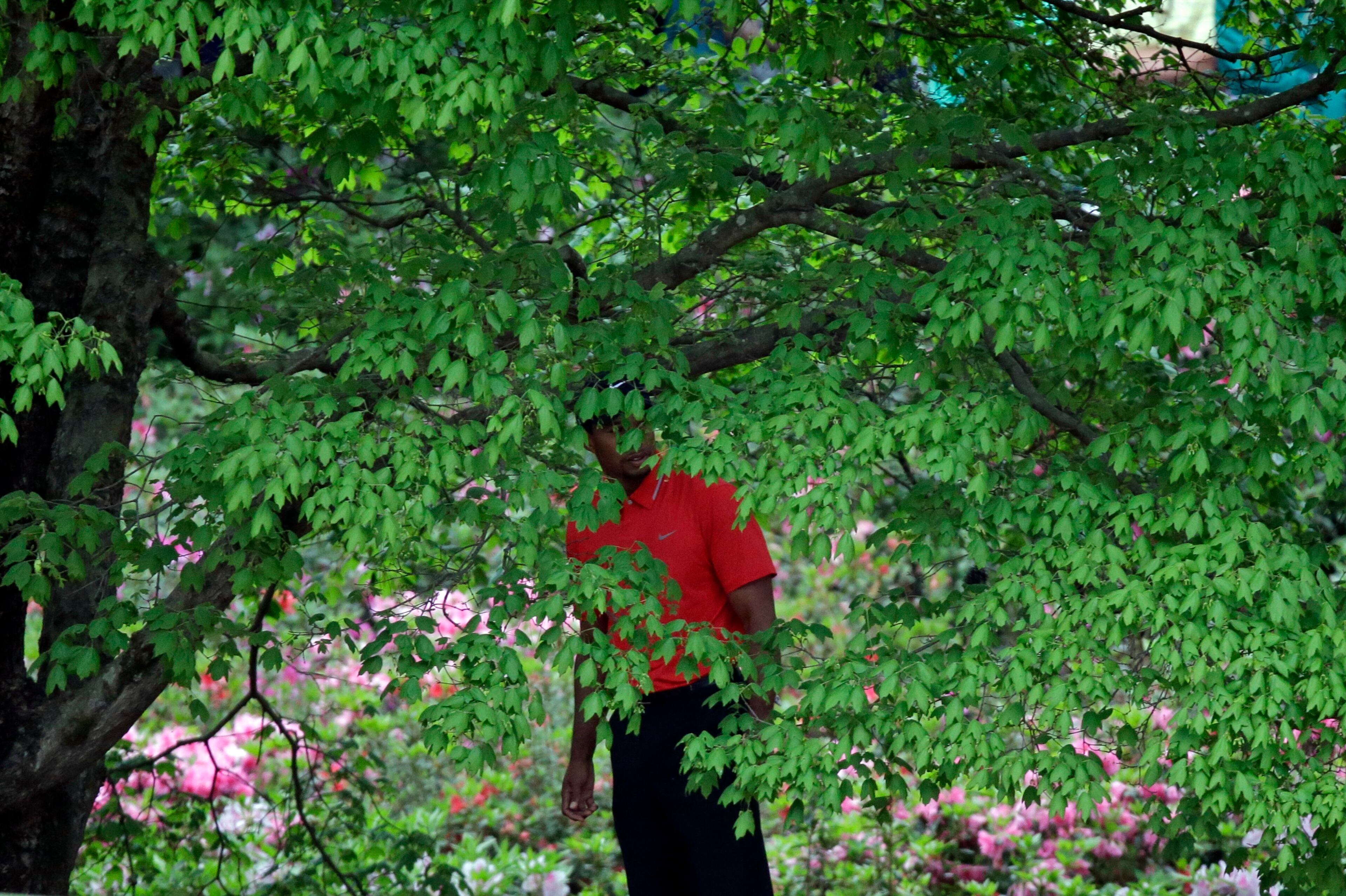Tiger Woods looks out from behind a tree before hitting out of the rough off the second fairway.