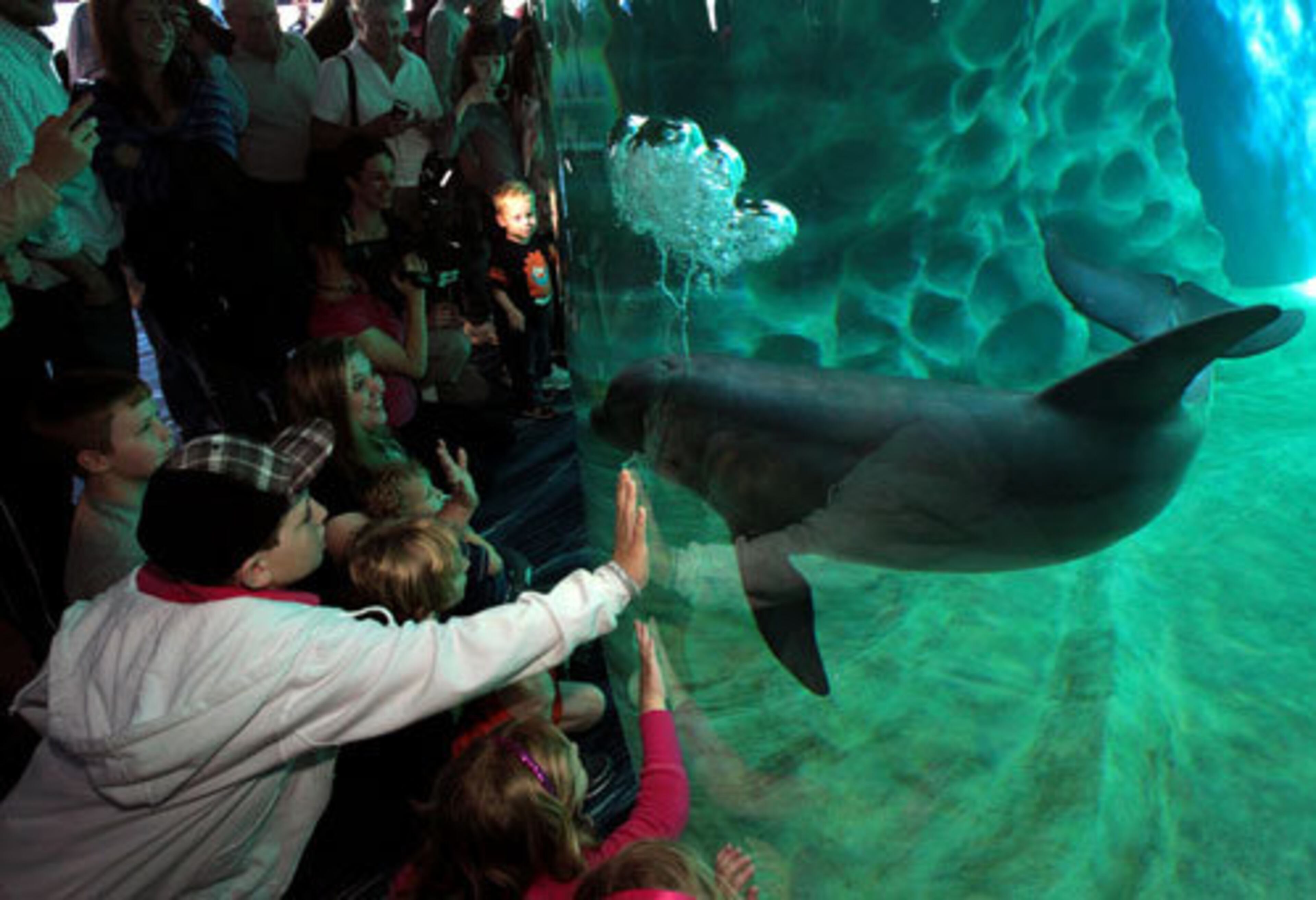 Dawson Tew, 12, of Fayetteville, NC., left, and other visitors wave to a dolphin as it swims by.