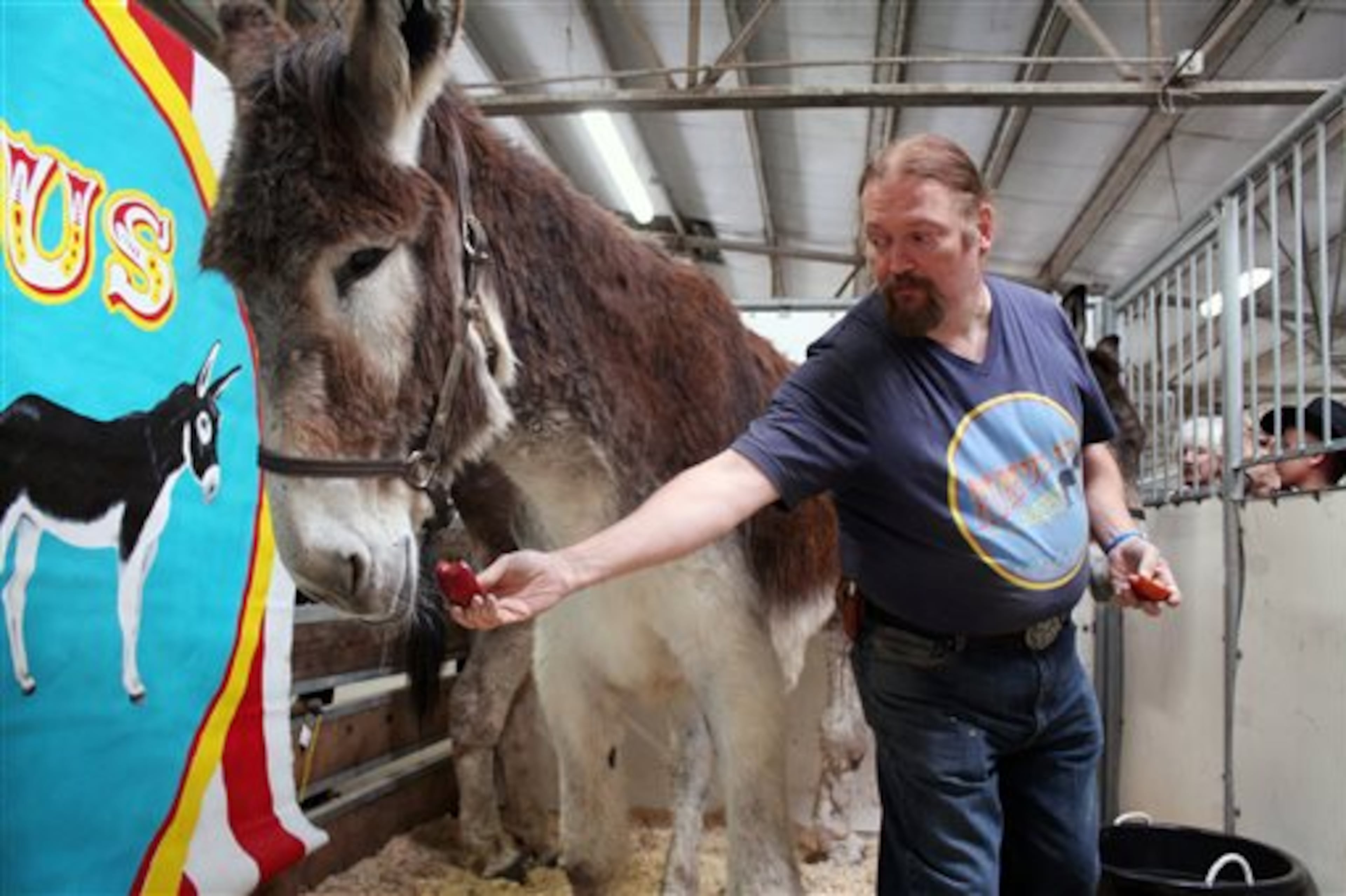 Phil Yellott feeds Romulus, the world's tallest donkey at 5 feet, 8 inches, at the Midwest Horse Fair, Friday, April 11, 2014, in Madison, Wis. The two are from Red Oak, Texas. Romulus is five inches taller than the old record holder. (AP Photo/Carrie Antlfinger)