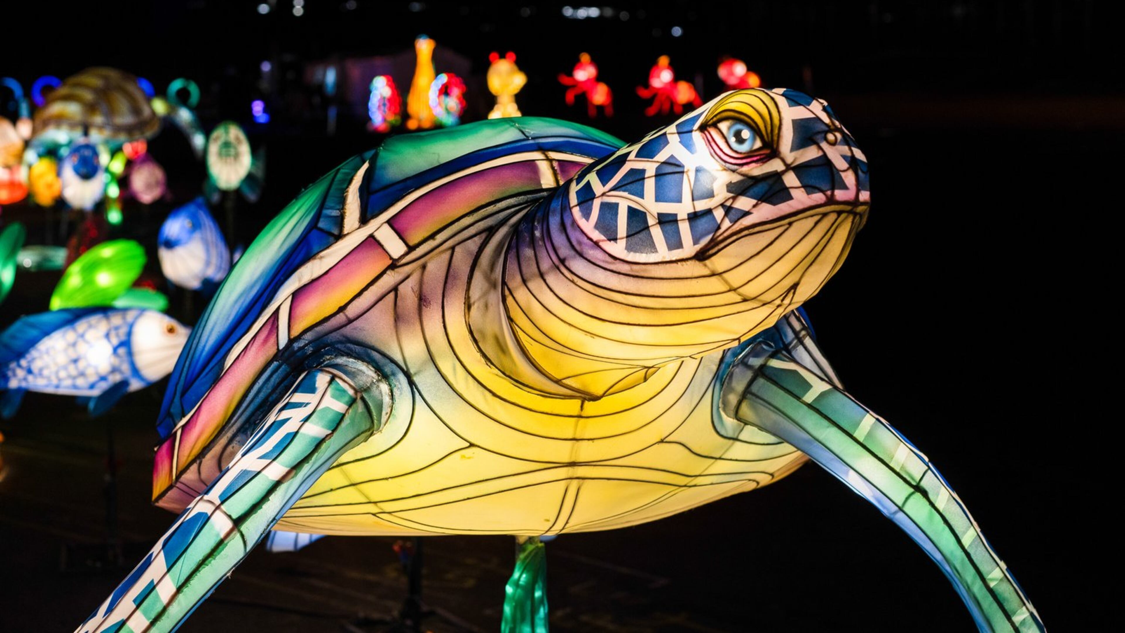 The walk-through Winter Lantern Festival attraction takes you past
elaborate illuminated displays such as one depicting a turtle. It continues through Jan. 5, 2025 at Gwinnett County Fairgrounds.