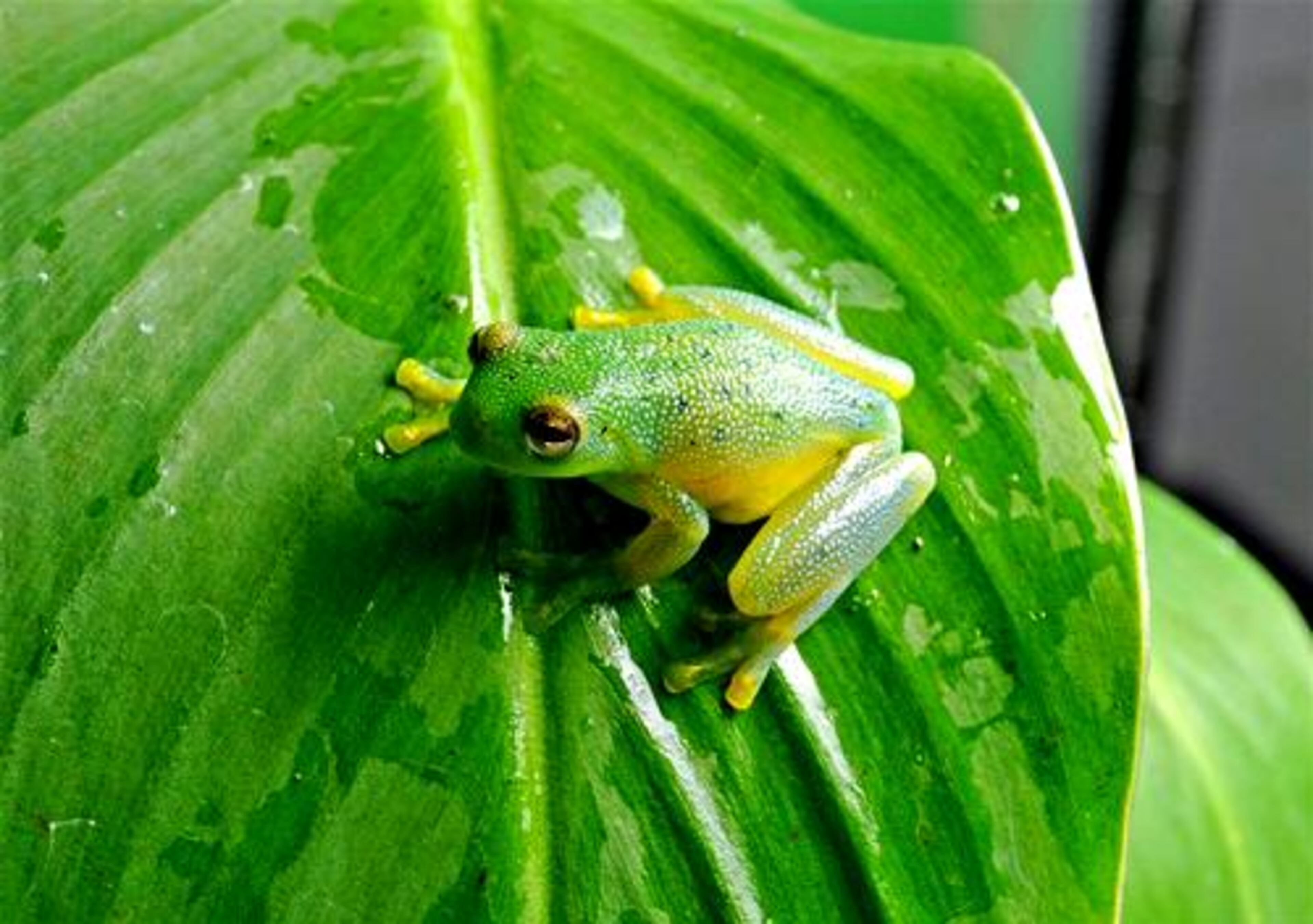 Granular Glass Frog