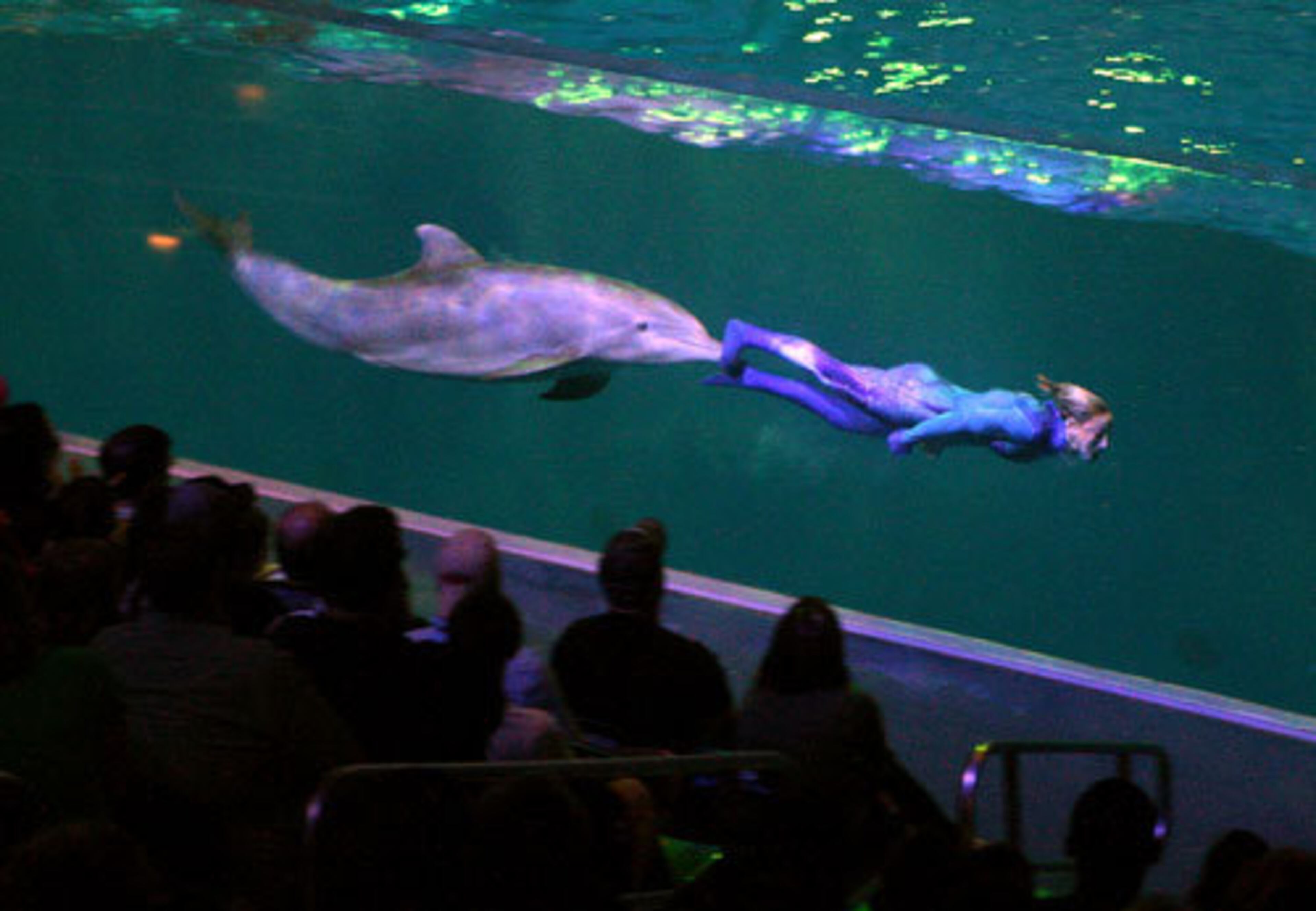 A trainer gets a ride from a dolphin during the show.