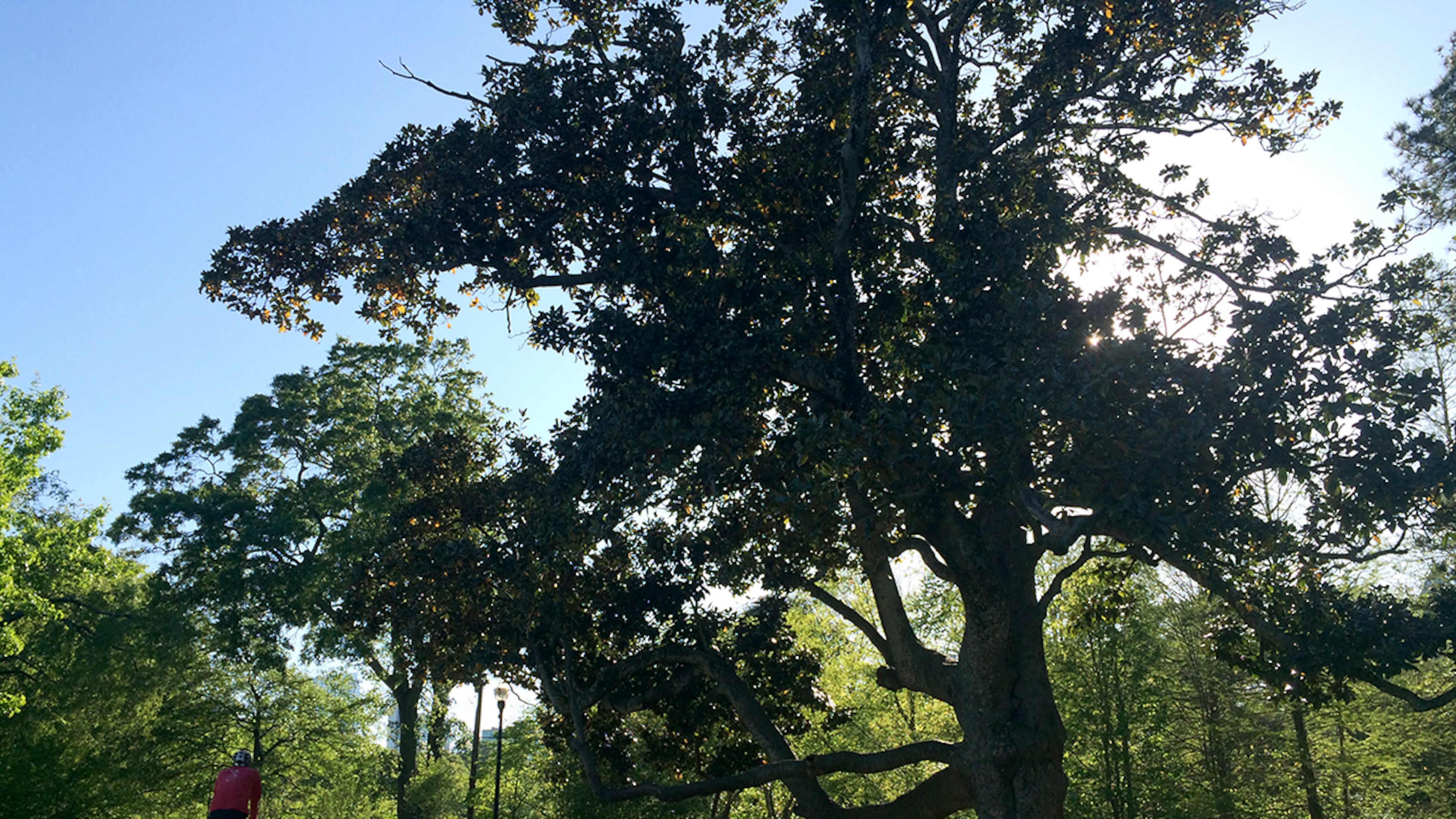 The "Climbing Magnolia" in Piedmont Park was one of the city's most recognizable — and most photographed — trees, until it fell in 2017 due to rot. Here's a Who's Who of metro Atlanta trees and why you should know who they are.