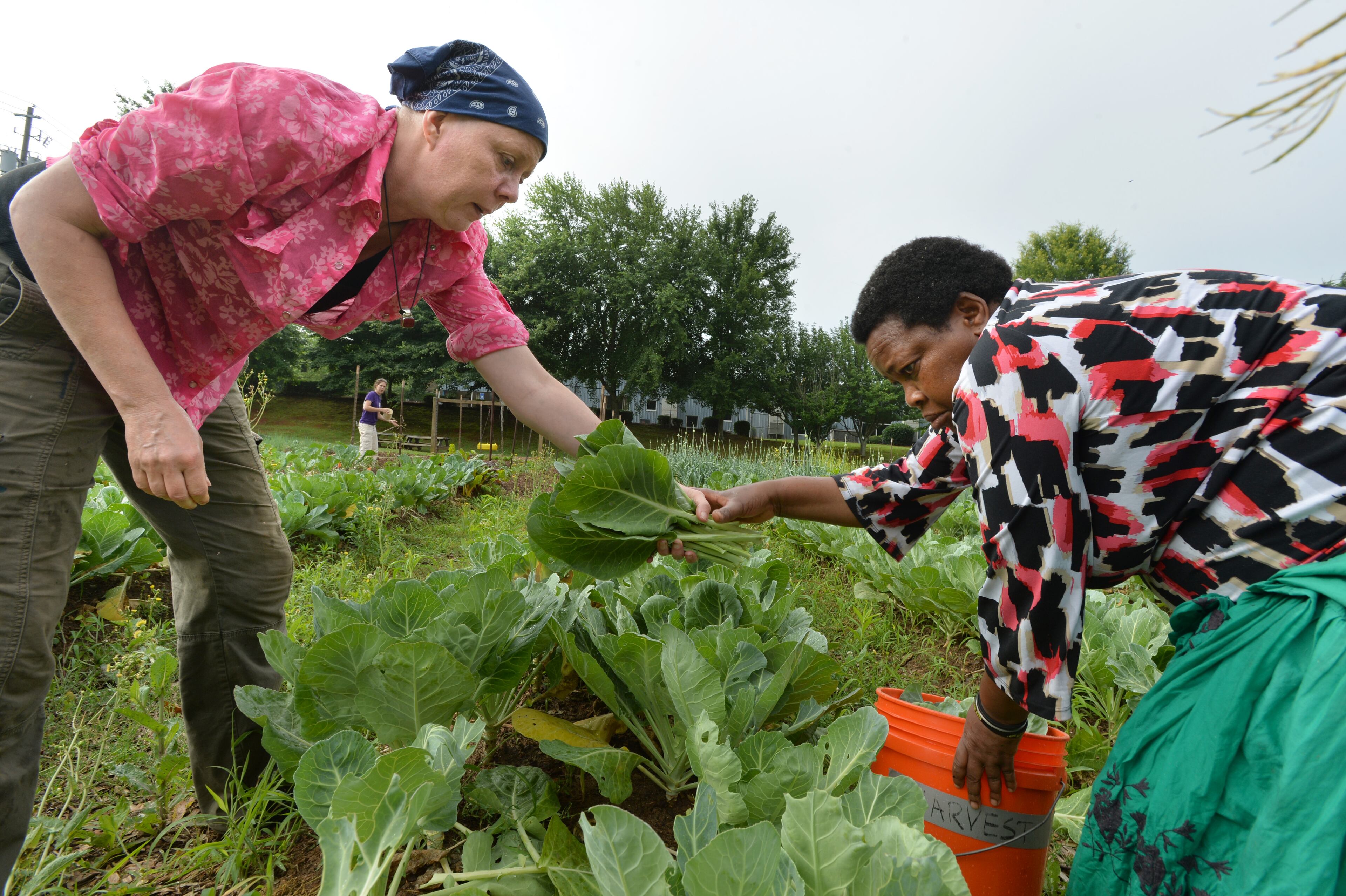 Susan Pavlin (left), founder of Global Growers Network, helps Halieth Hatungimana, who is originally from Burundi, harvest collard at Burundi Women's Farm in Decatur on Saturday, June 14, 2014. HYOSUB SHIN / HSHIN@AJC.COM