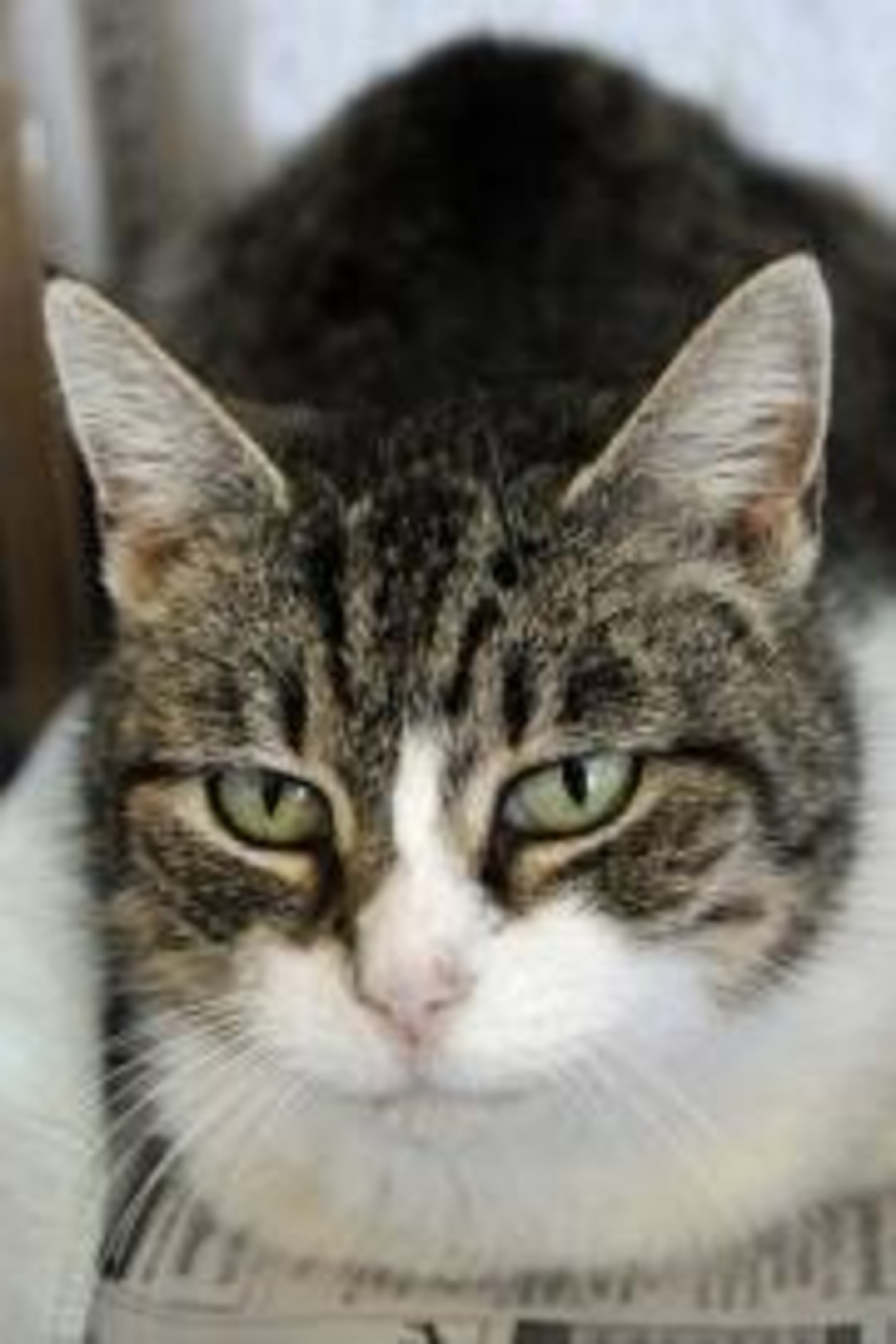 Serendipity is a 2-year-old spayed female domestic shorthair. Her animal ID is A07342465. Meet Serendipity - a lovely kitty cat at the Atlanta Humane Society. She's as marvelously friendly and cuddly as all of our kitties, but there is something unique about her. Although she was born with no teeth, she acts as though she is as normal as ever! She will bring good fortune to her forever home, and makes a great conversation starter. So come on down and meet her!