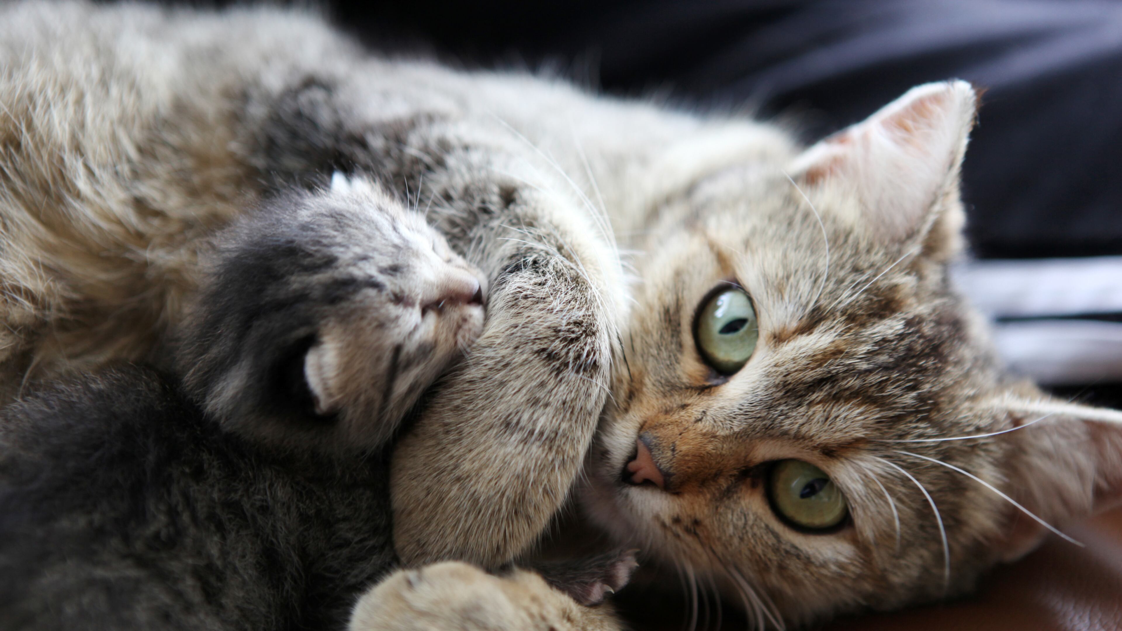 File image of cat with kitten.