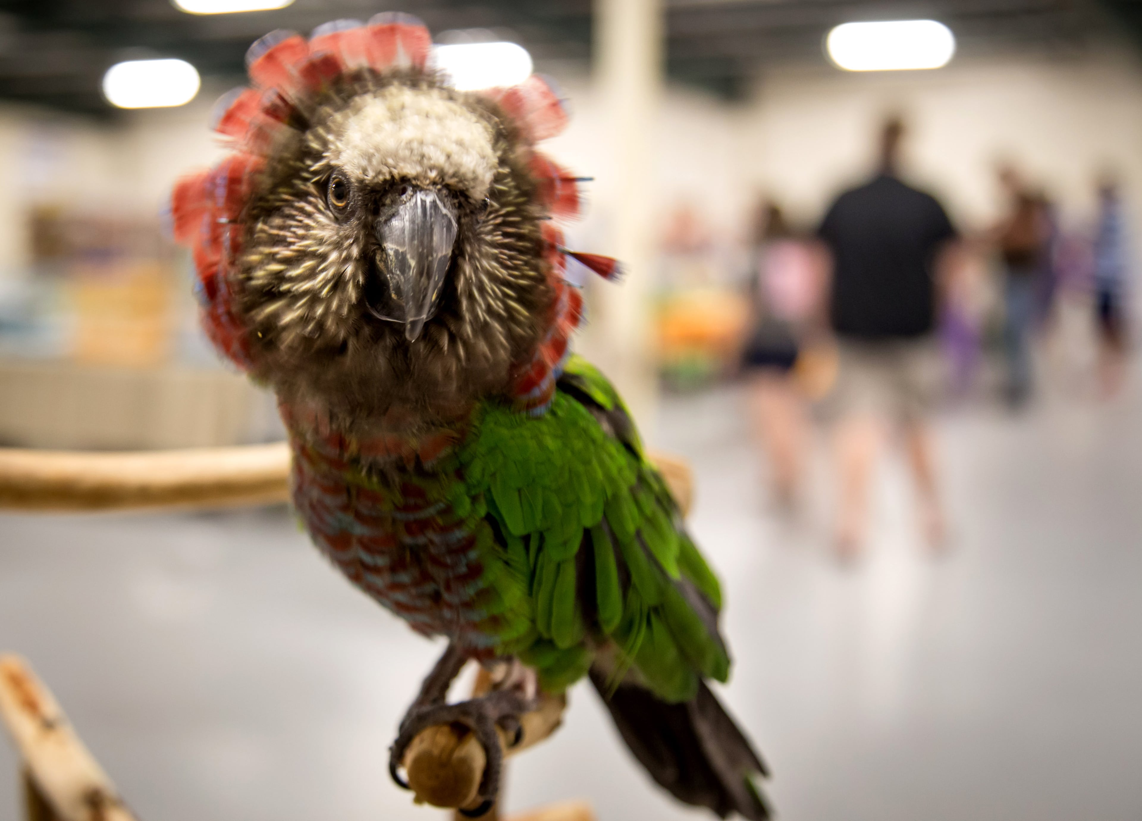 A Hawk-headed Parrot sits on a wooden perch during the Southeast Exotic Bird Fair at the Gwinnett County Fairgrounds in Lawrenceville GA Sunday, July 8, 2018. STEVE SCHAEFER / SPECIAL TO THE AJC
