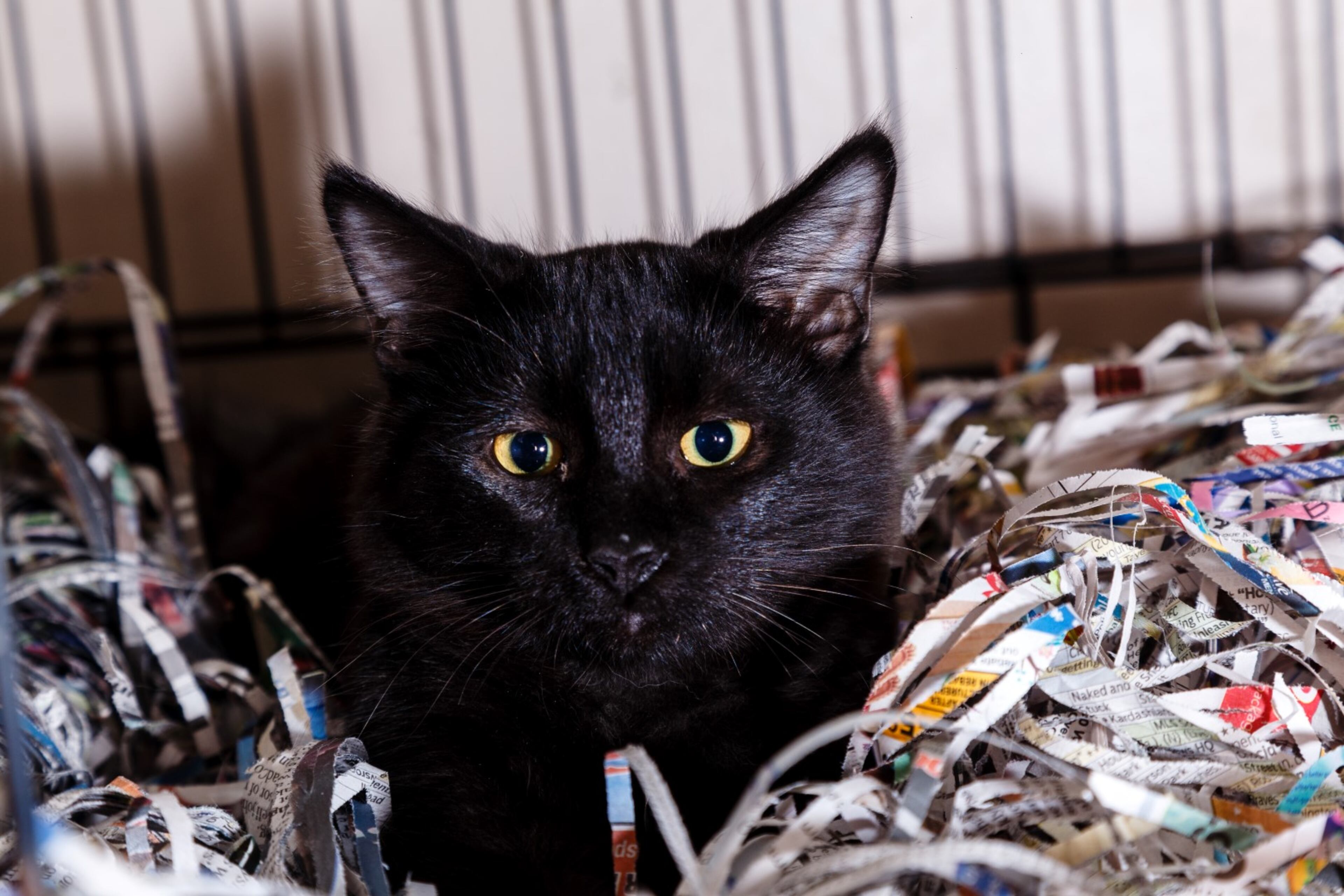 Aircraftman is a 2-month -old, male, Domestic Shorthair Mix available for adoption at PAWS Atlanta. For more information, please visit www.pawsatlanta.org or call 770-593-1155.