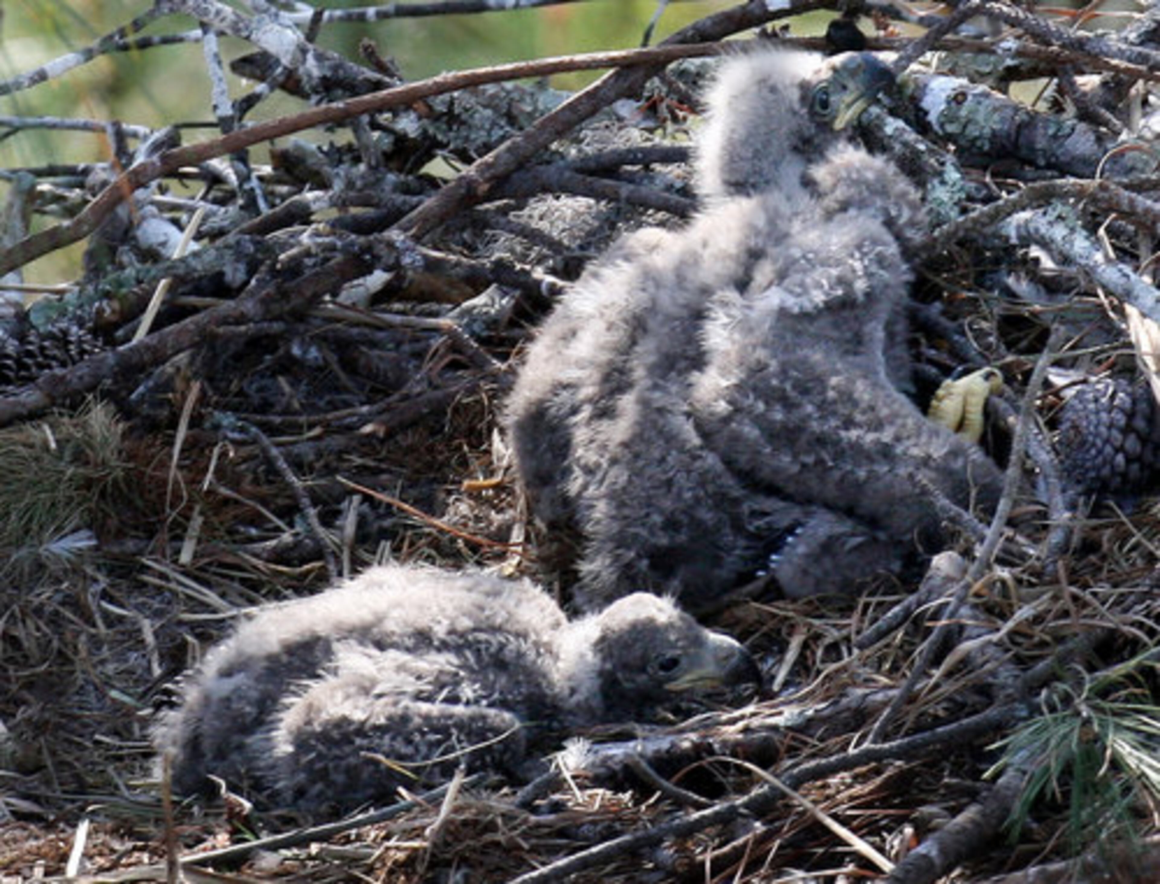 A pair of fledgling bald eagles huddle high in their nest at St. Catherines Island. Locations of all known nests are kept, and new locations are added to the list as they are discovered through reports or discovery during survey flights.