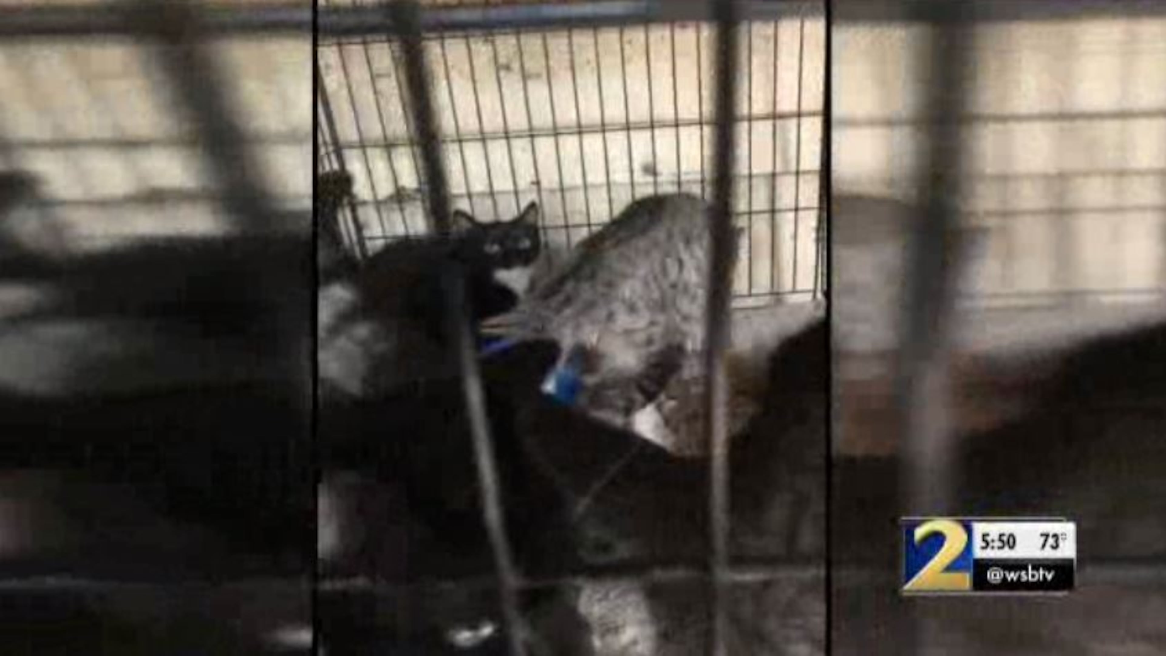 The woman had to surrender 74 cats and one squirrel to Animal Control inspectors.