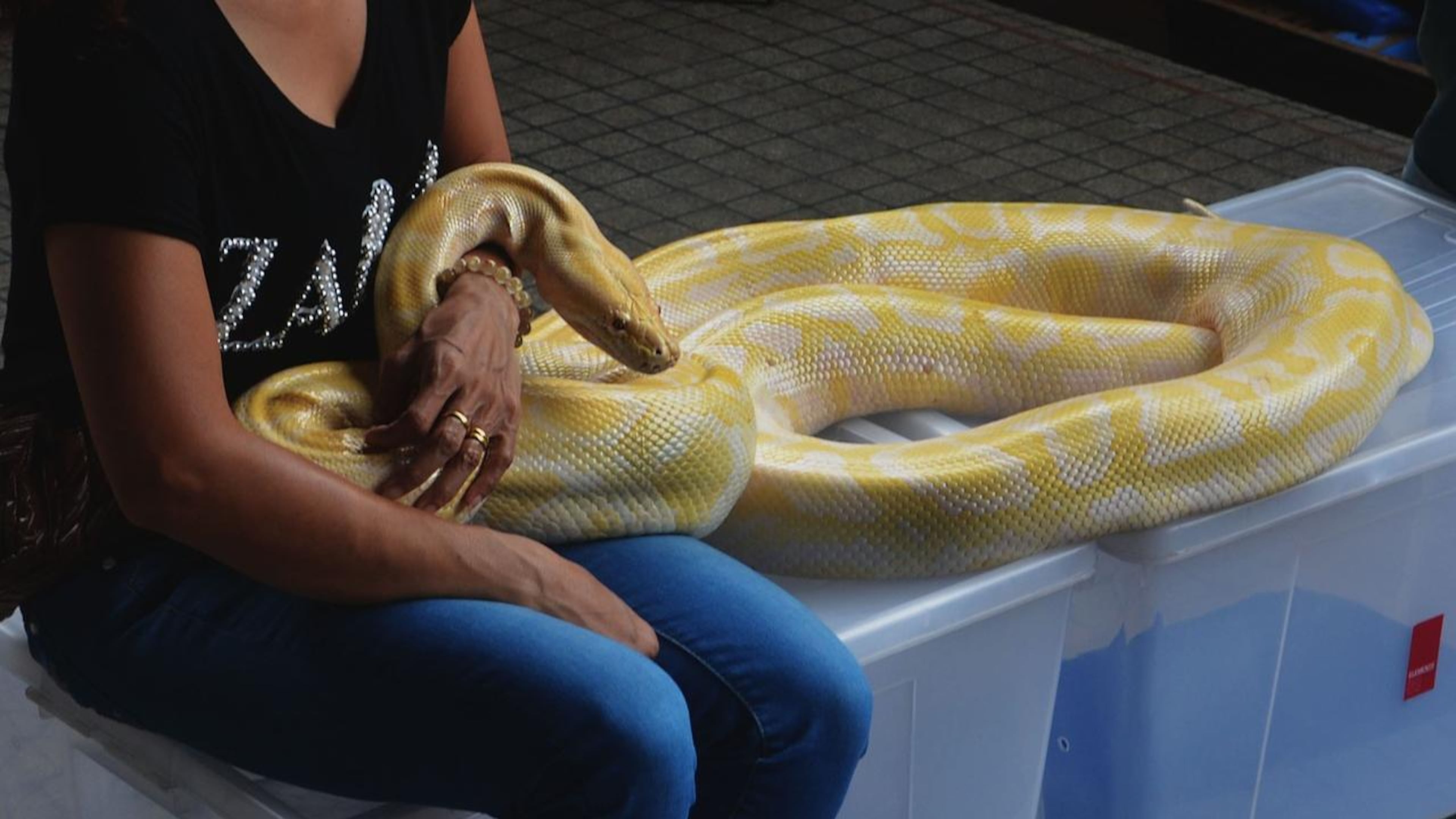 A new specialty massage using snakes, like the boa constrictor pictured here, is becoming popular in some places like Poughkeepsie, New York.