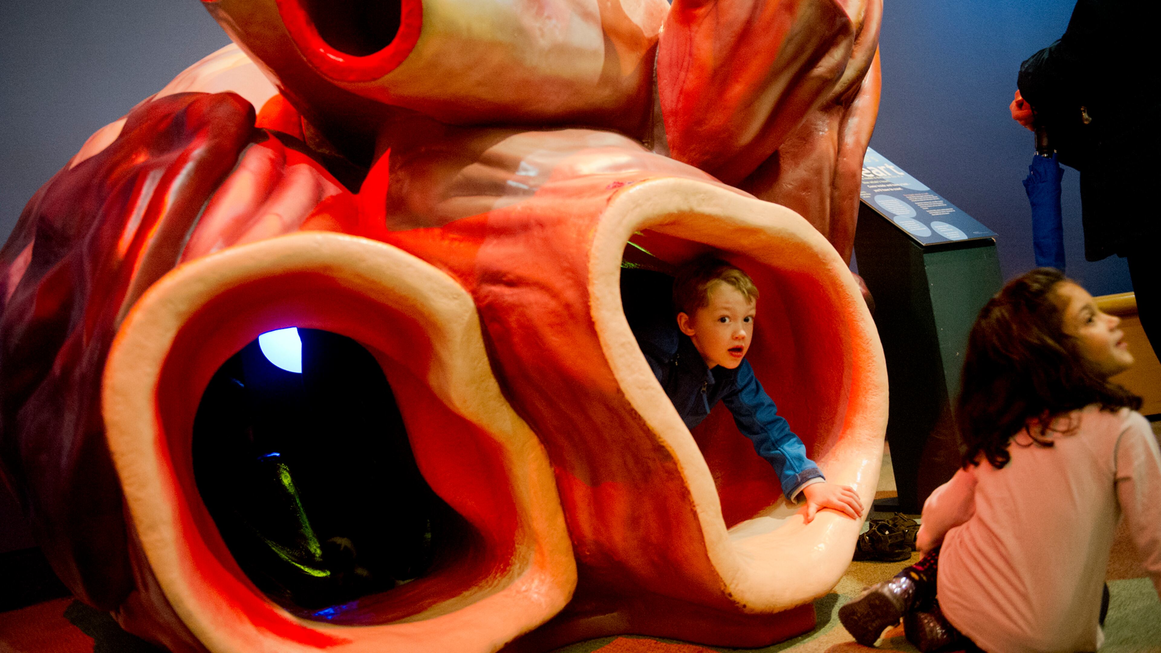 Victor Warland (right) crawls out of a life-size model of a whale heart at the Whales, Giants of the Deep exhibit at the Fernbank Museum of Natural History in Atlanta on Sunday, March 16, 2014. The exhibit runs through Aug. 24. JONATHAN PHILLIPS / SPECIAL