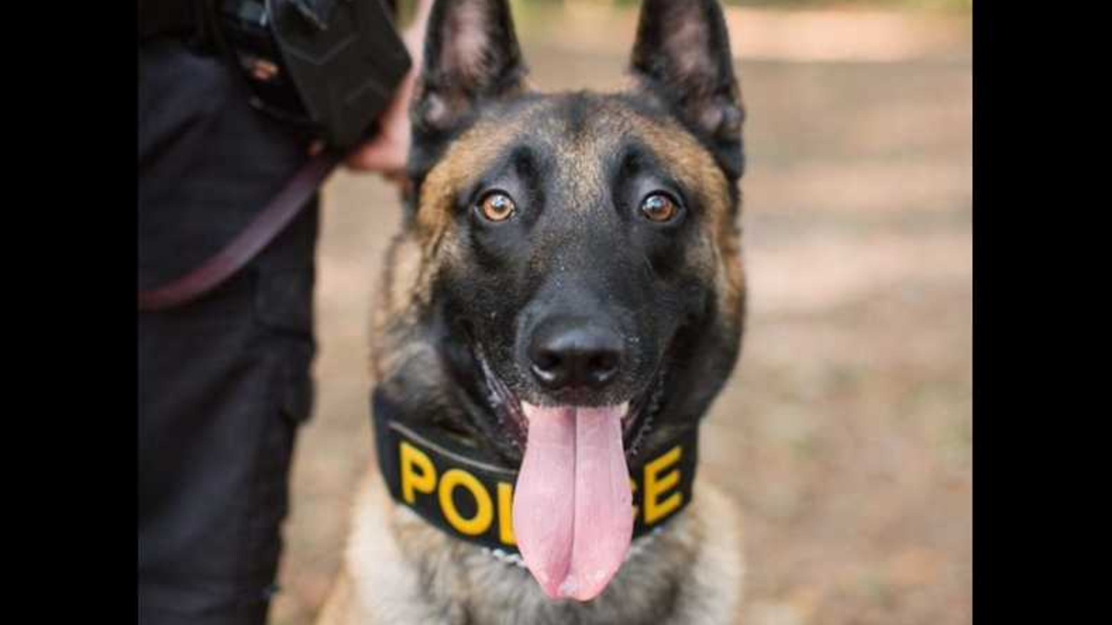 Three Johns Creek K-9 officers (yes, the dogs) have launched Instagram pages. Photos and videos give an inside look into what the pups are up to, on and off the job in north Fulton County.