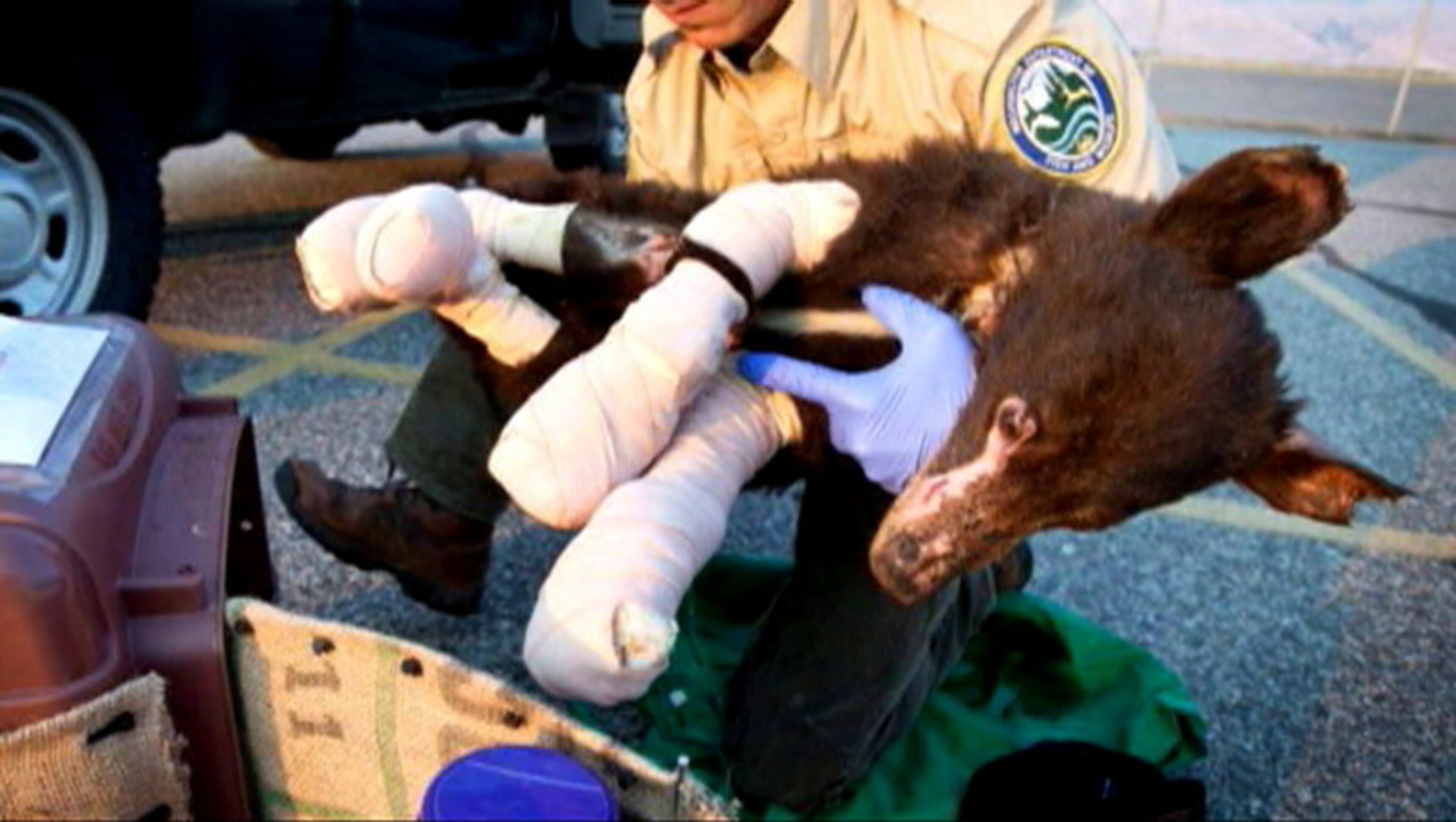 Cinder was severely burned in last year's Carlton Complex Fire in Central Washington. Read Cinder's story.