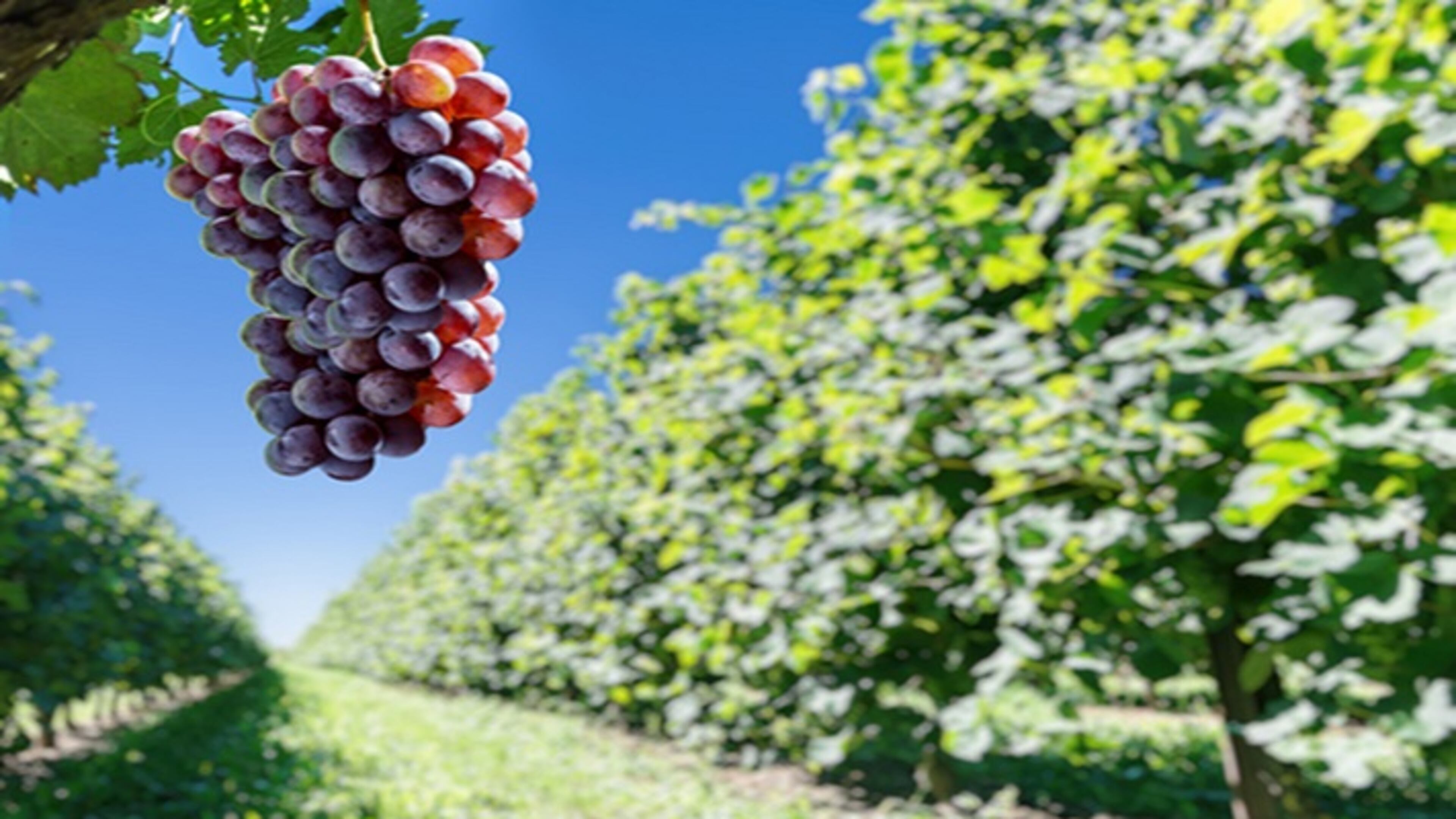 Wine grapes on the vine. (Dreamstime/TNS)