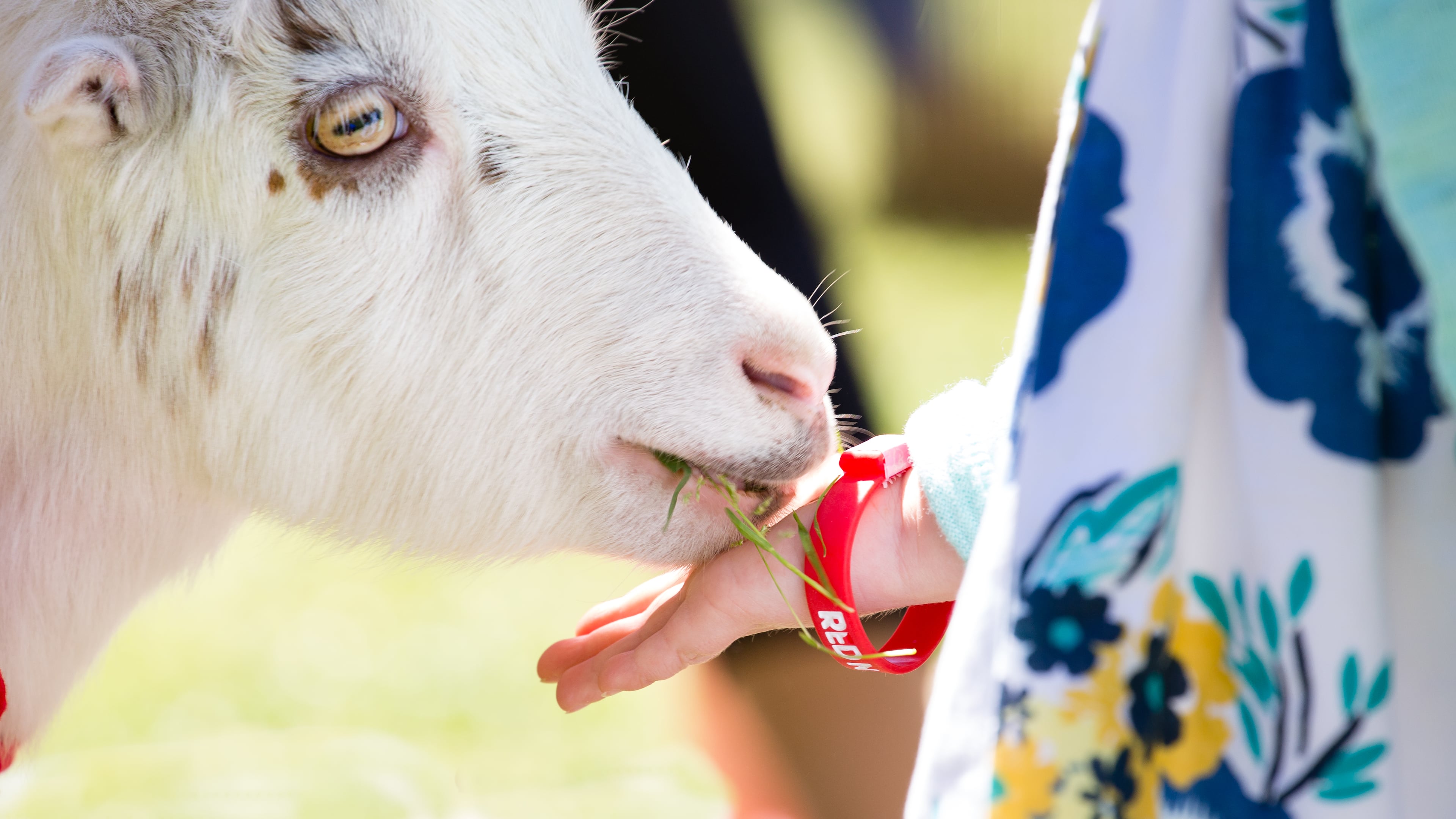 Meet farm animals and enjoy many other activities at the Chattahoochee Nature Center’s Back to Your Roots Farm Fair on Sunday, Sept. 20. (Courtesy of Chattahoochee Nature Center)
