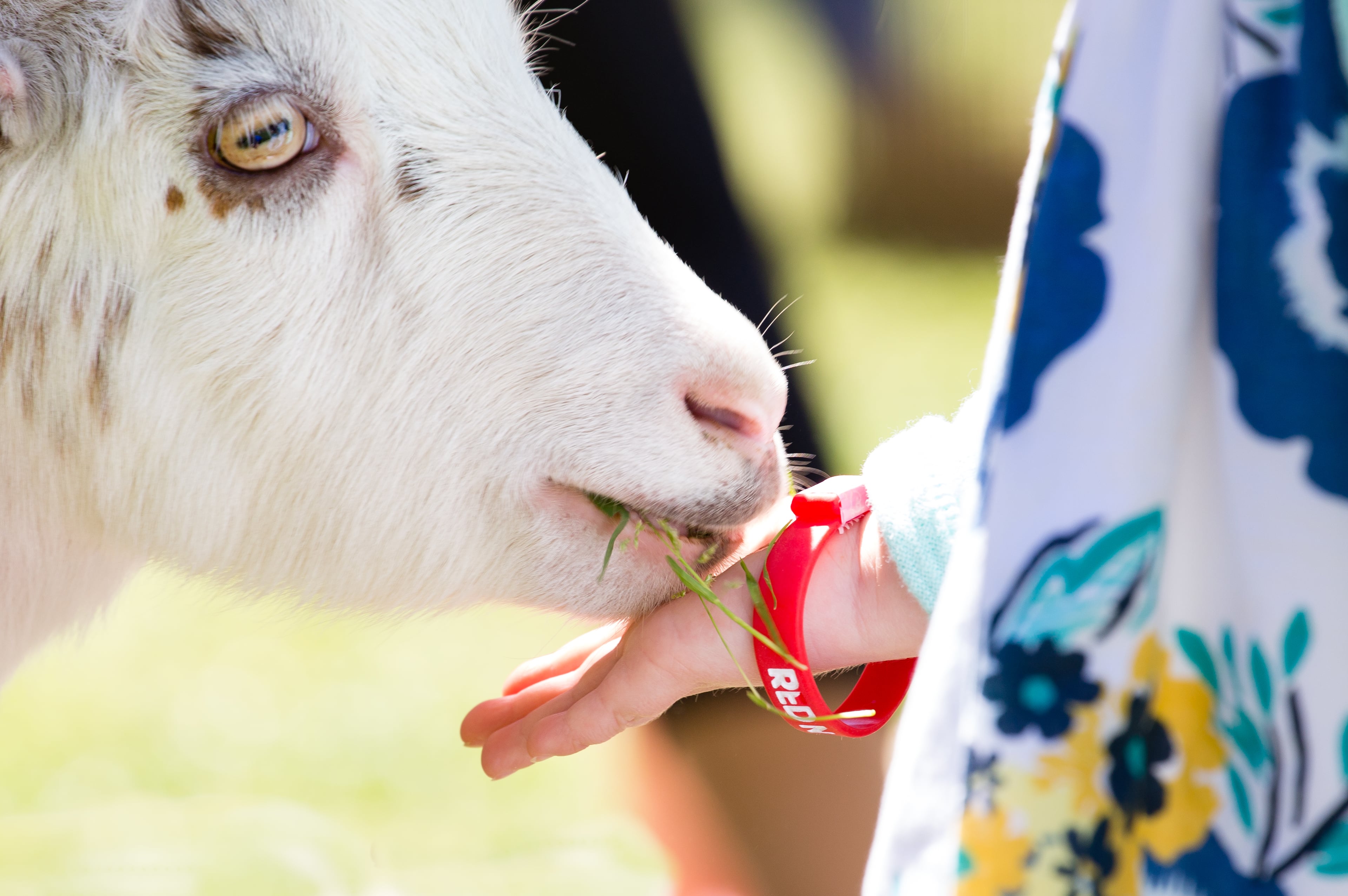 Chattahoochee Nature Center's Back to Your Roots Farm Fair