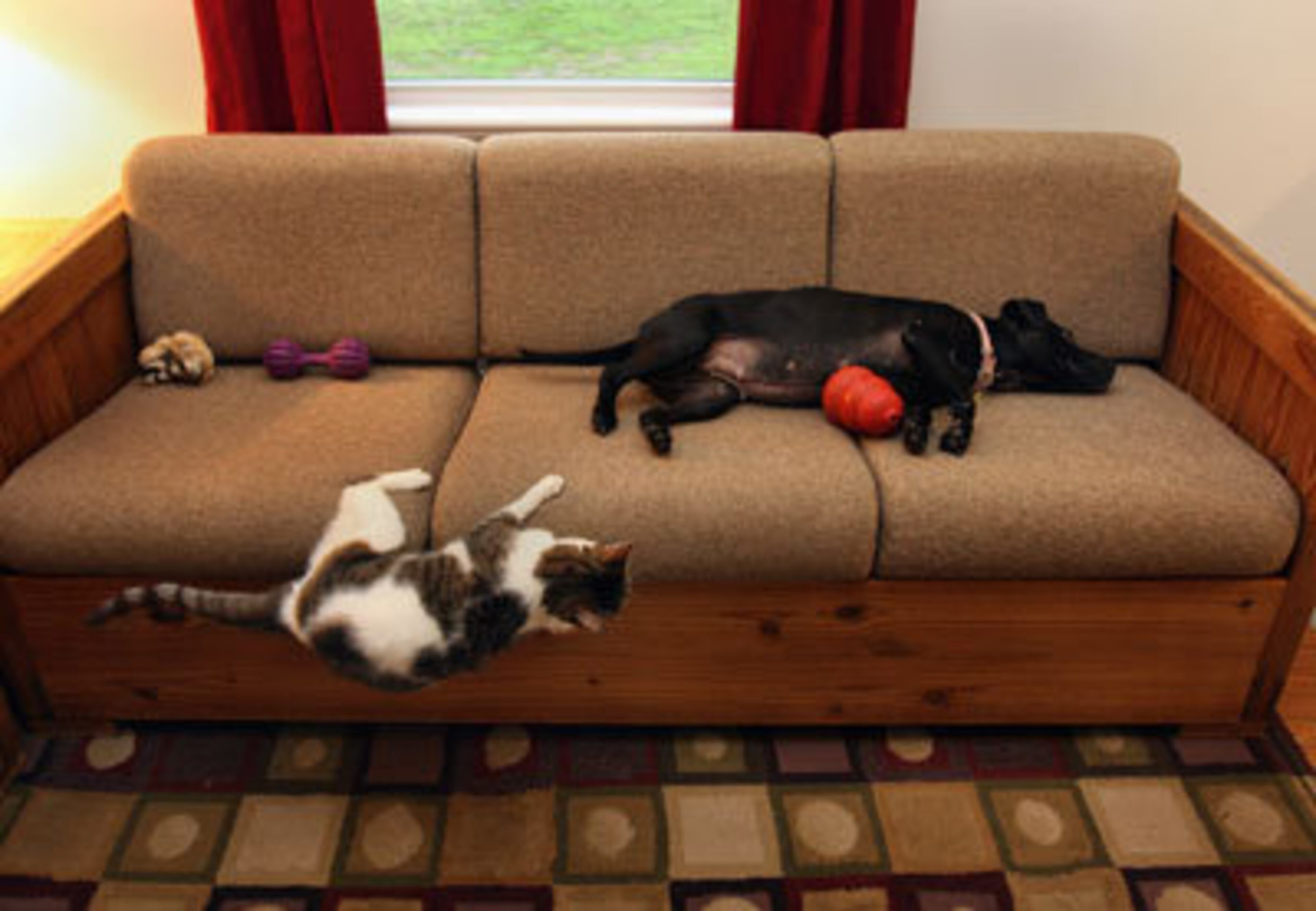 Some of Vick's pits have found a forever home, and will help redifine what happens to fighting dogs. Gracie, a couch potato in Richmond, Va., lives with cats and sleeps with four other dogs.