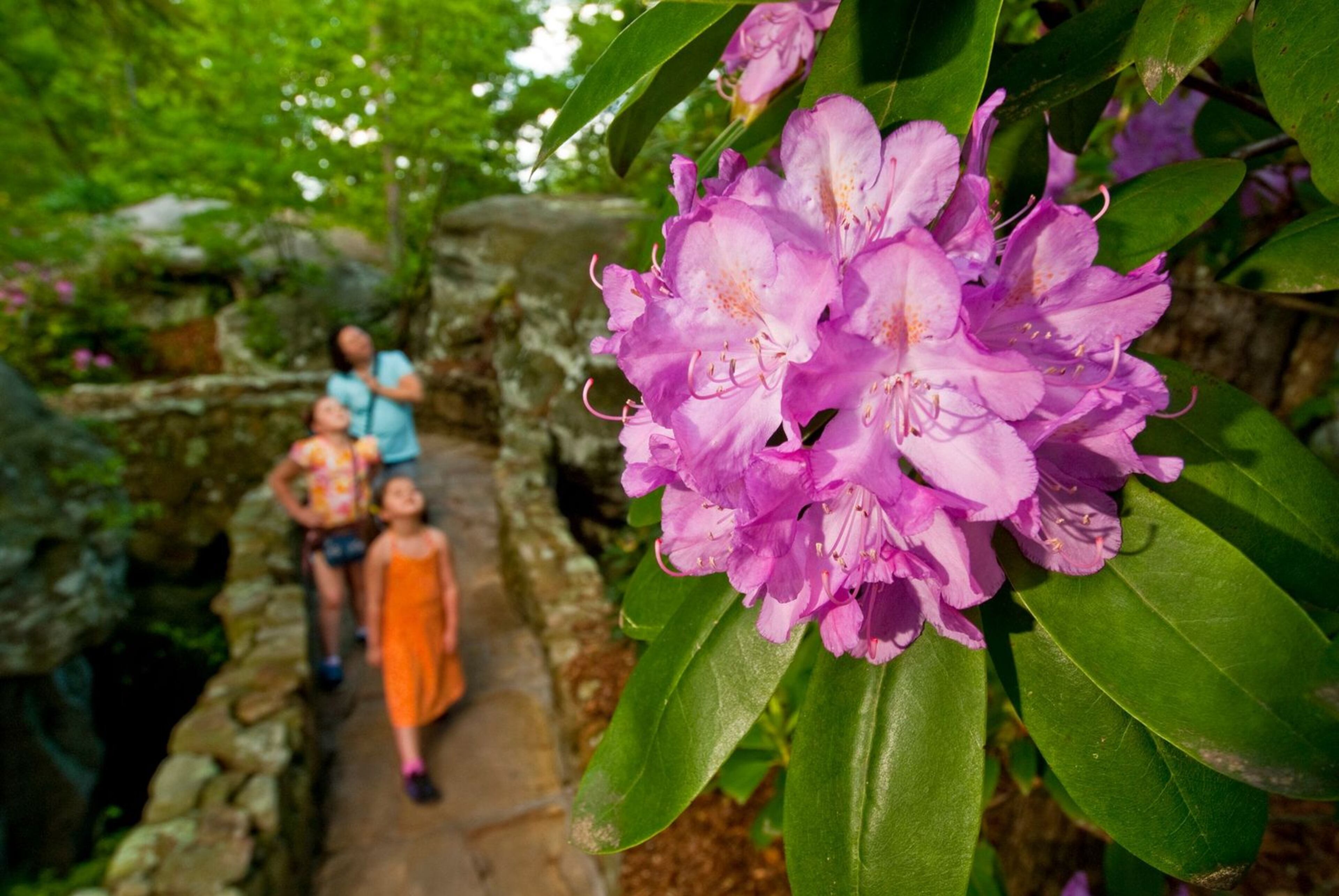 Rock City Gardens feature more than 400 native species of plants and trees. (Courtesy of Rock City Gardens)