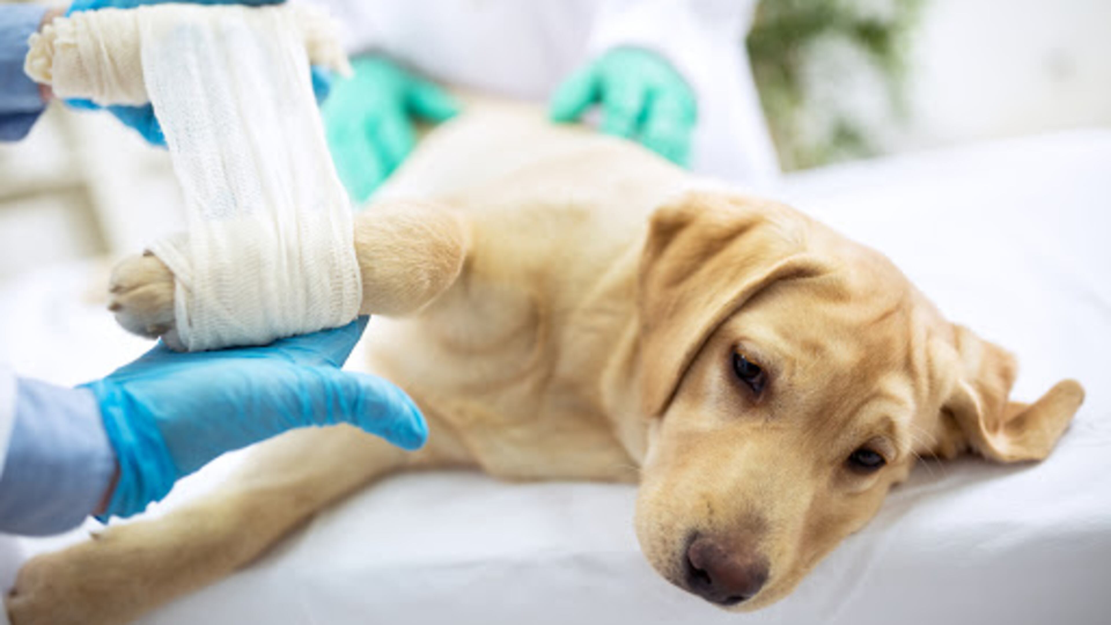 Milton Fire Department, Love GOGA ATL (Goat Yoga) and Windward Animal Hospital will host an Animal First Aid and CPR Seminar Saturday, Apr. 25. (Courtesy K9 Aquatic Center)