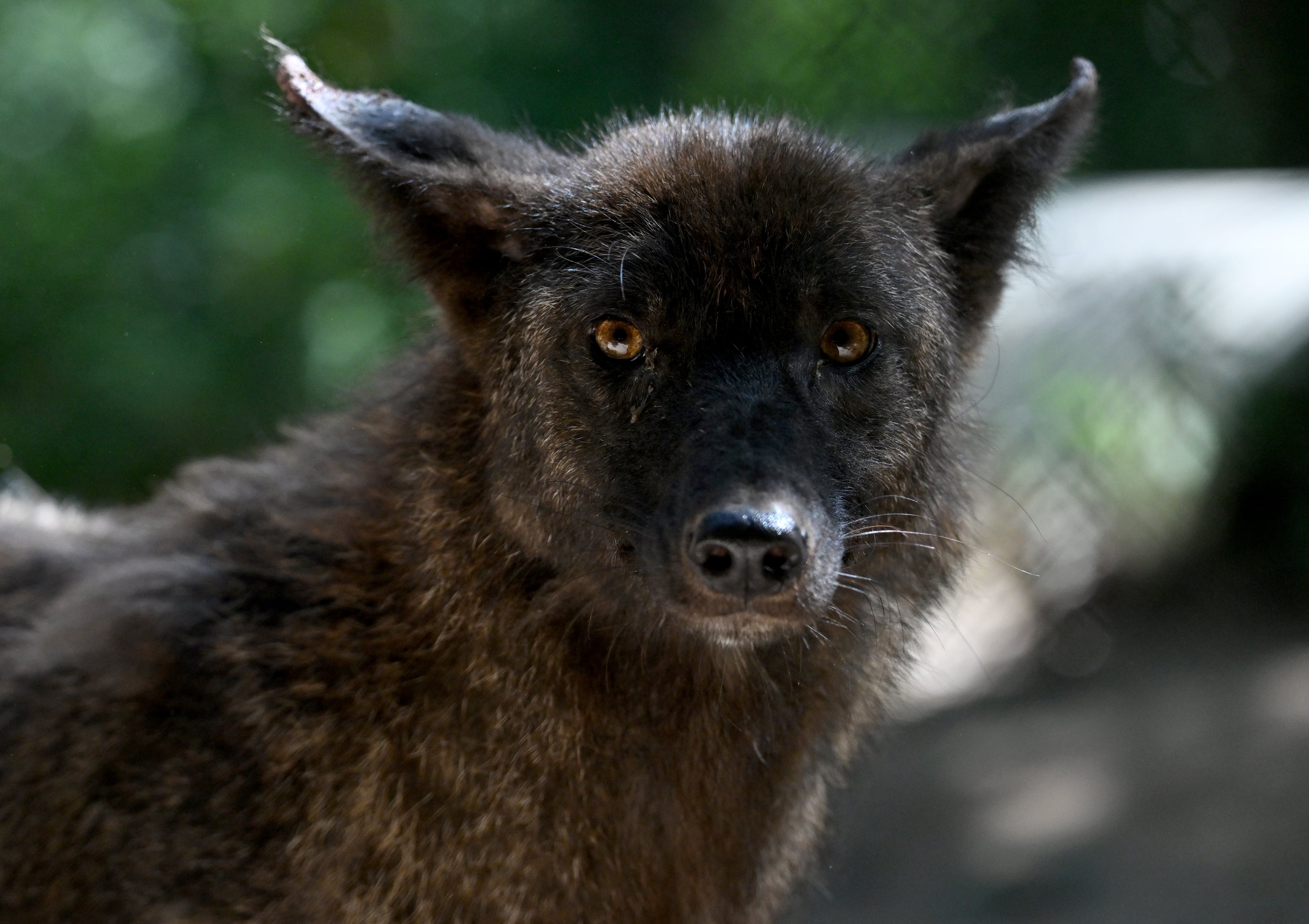 Carmine in his new home at the Yellow River Wildlife Sanctuary in Lilburn. (Hyosub Shin / AJC)
