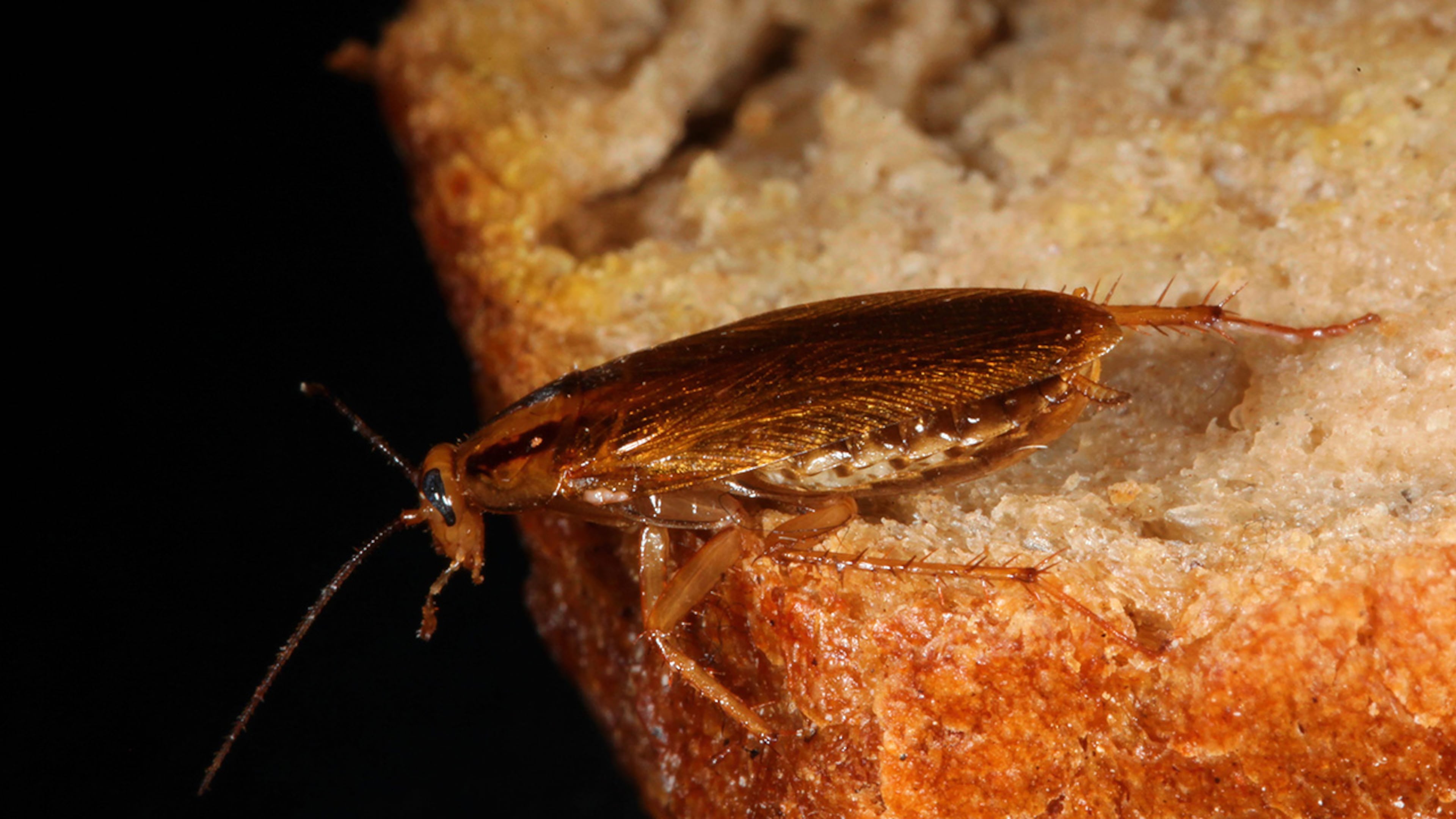 (Photo by Schellhorn/ullstein bild via Getty Images)