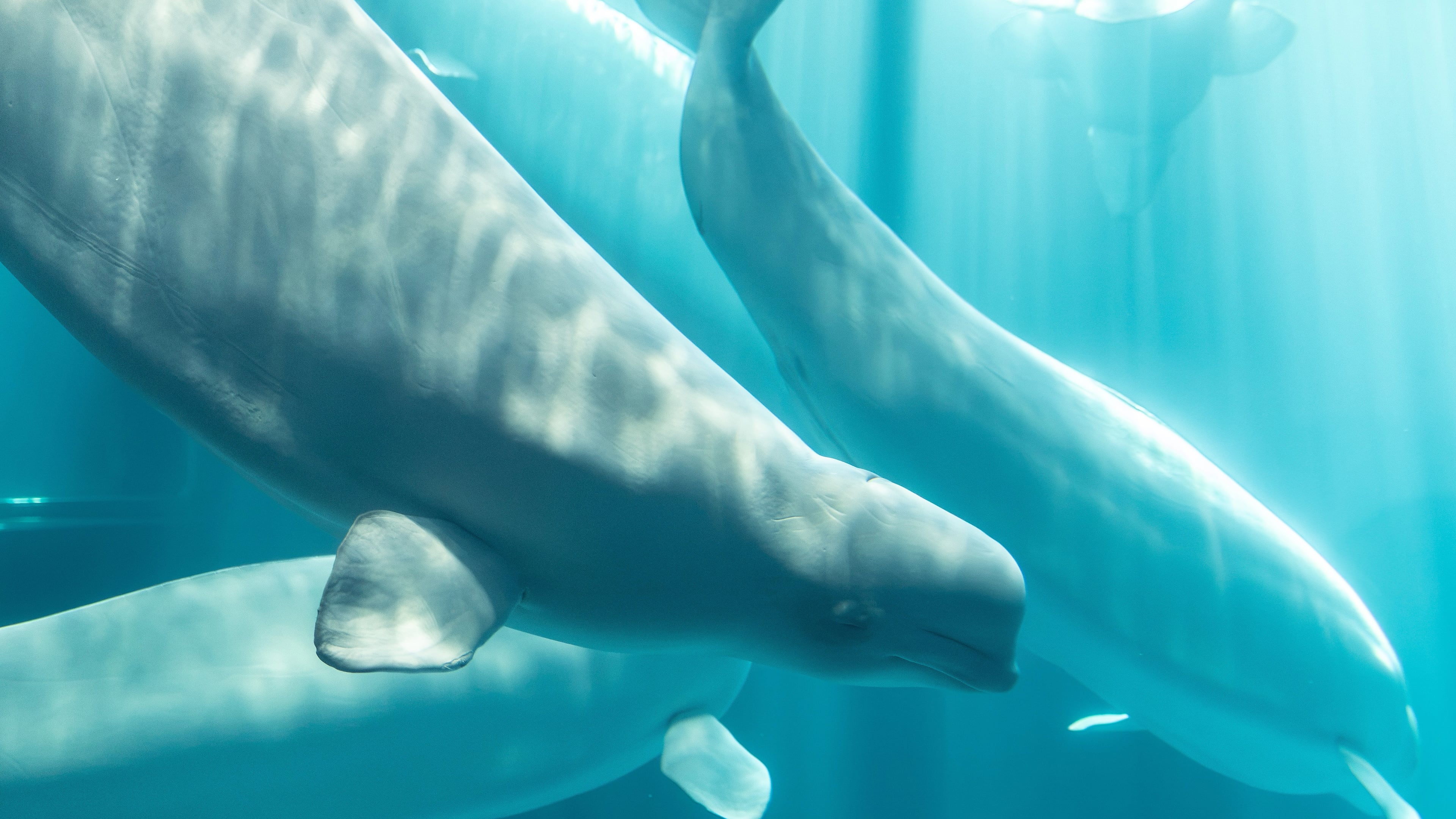 This photo provided by Shedd Aquarium shows a beluga whale named Osiris at Shedd Aquarium in Chicago, Aug. 20, 2026. (Rachel Mittelstaedt/Shedd Aquarium via AP)