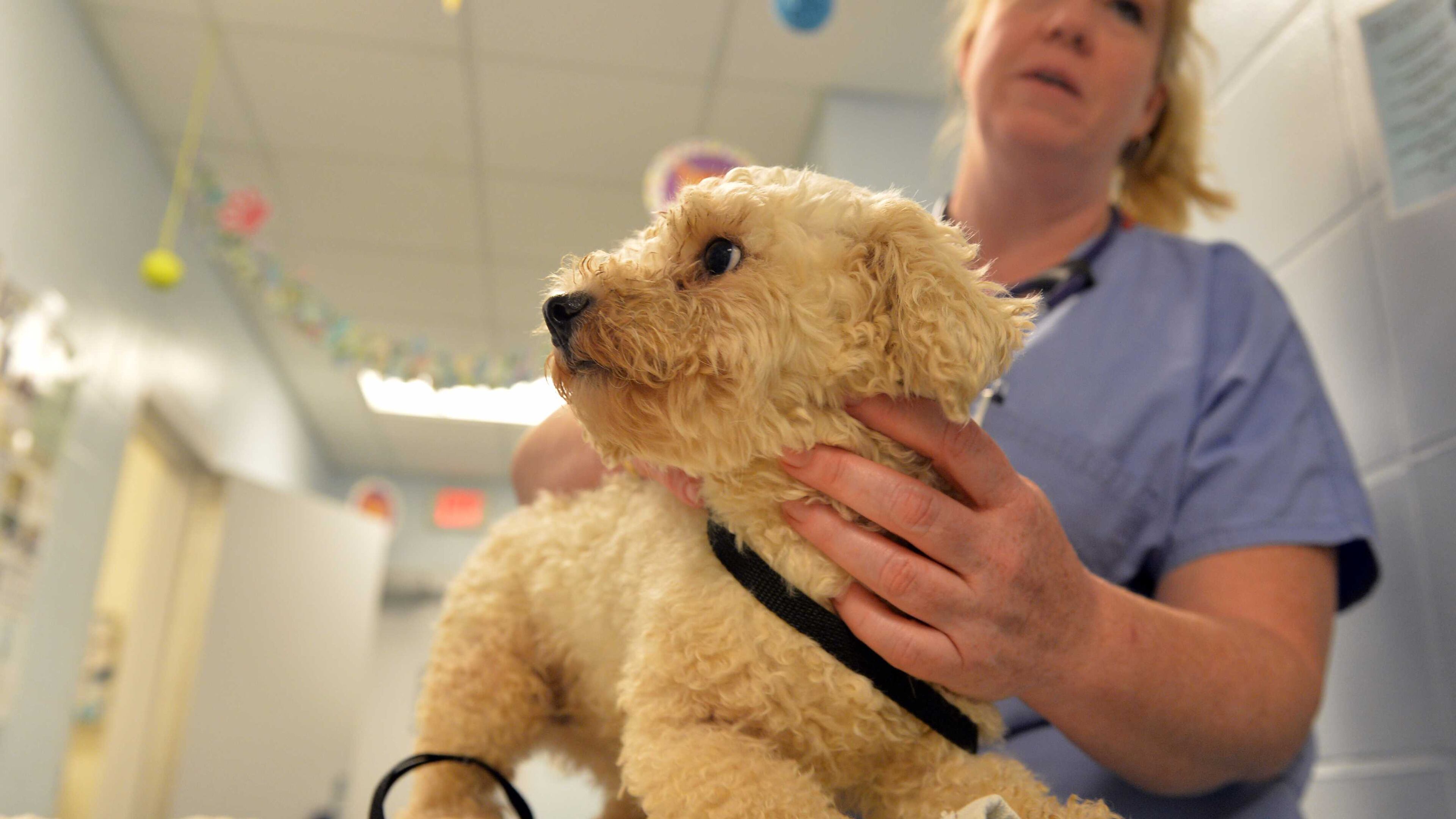An law proposed in Sandy Springs would ban the sale of dogs and cats at pet shops. It is seen as an effort to discourage puppy mills and promote adoption.