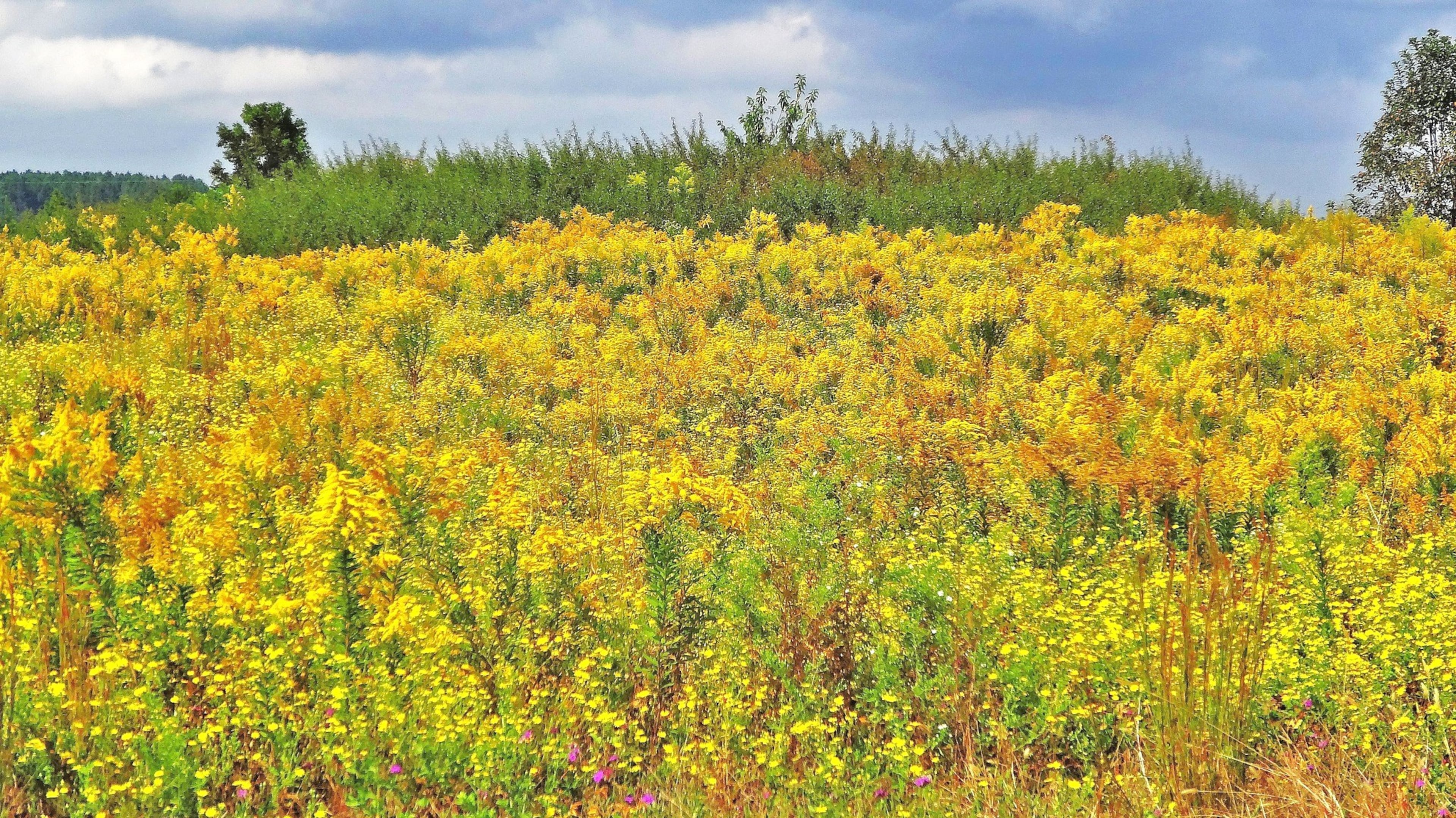A field of goldenrods and other early fall wildflowers is shown in Pulaski County. Georgia is home to more than 30 goldenrod species. (Courtesy of Charles Seabrook)