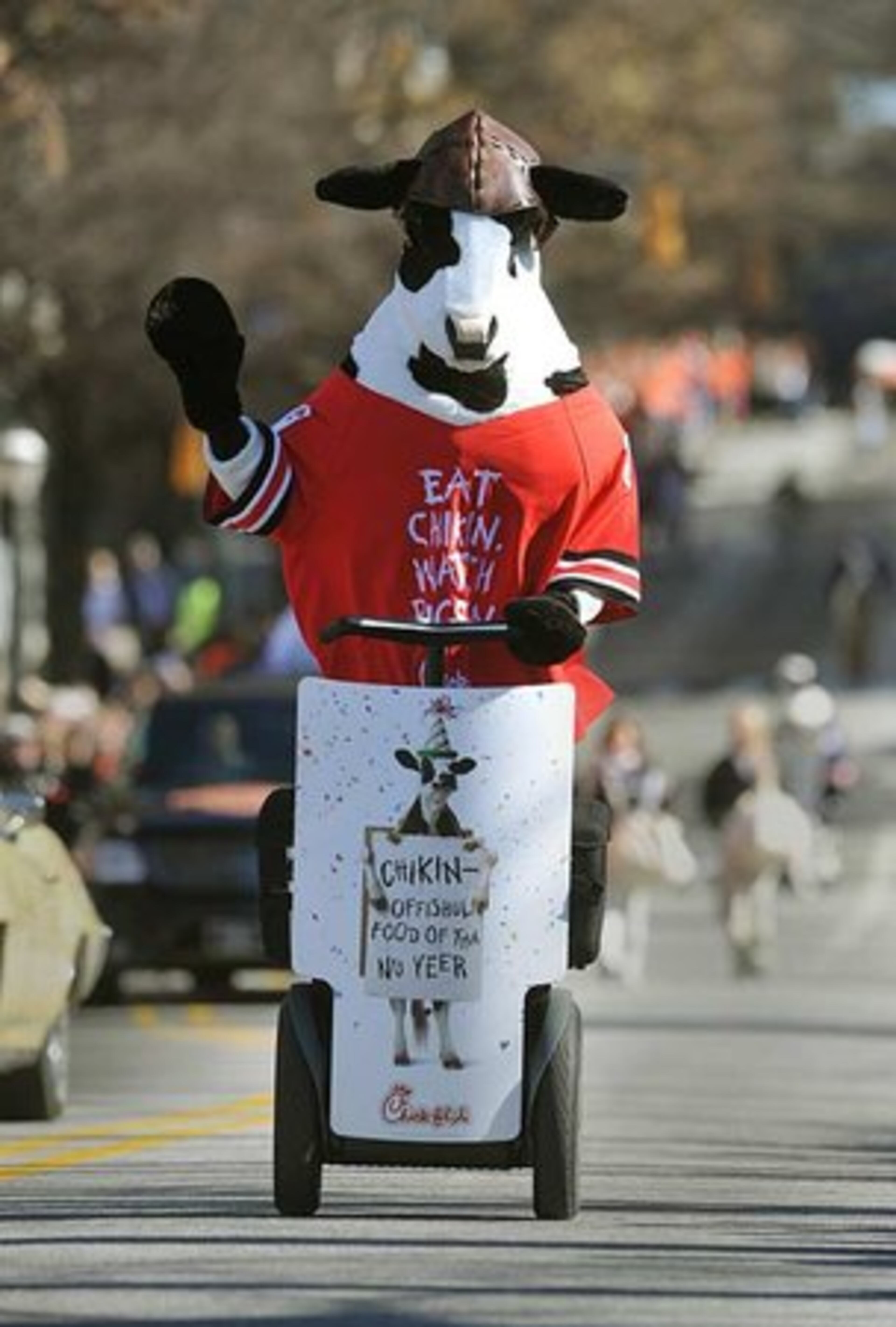 Cows, cows everywhere: This one motored down the parade route on a Segway...