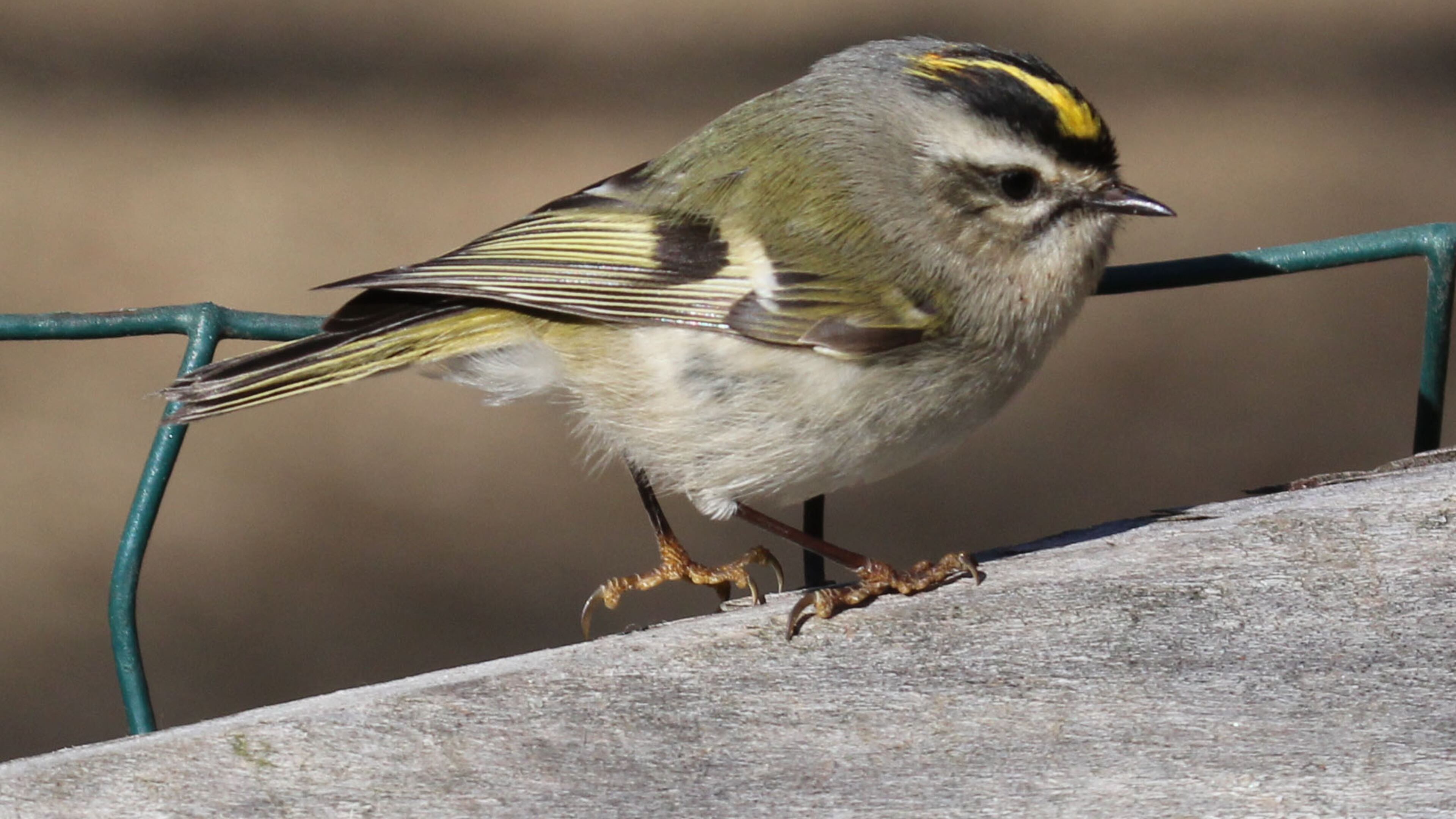 The golden-crowned kinglet (female shown here) spends the winter in Georgia. It is only a bit larger than the ruby-throated hummingbird, which is absent in Georgia during winter, making the kinglet the smallest bird at this time of year. (Courtesy of Dick Daniels, Creative Commons)
