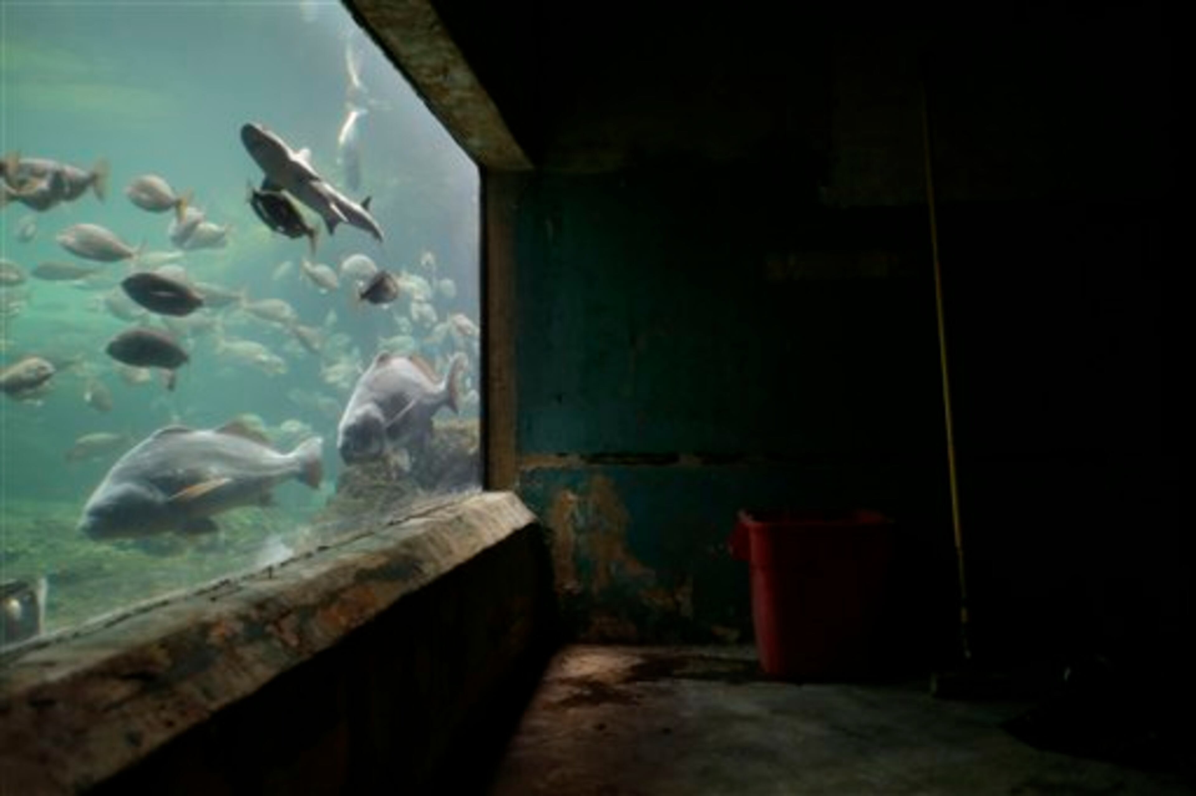 Fish swim past a portion of the an exhibit that was flooded to the ceiling during Superstorm Sandy at the Wildlife Conservation Society's New York Aquarium in Coney Island, New York, Monday, March 25, 2013. (AP Photo/Seth Wenig)