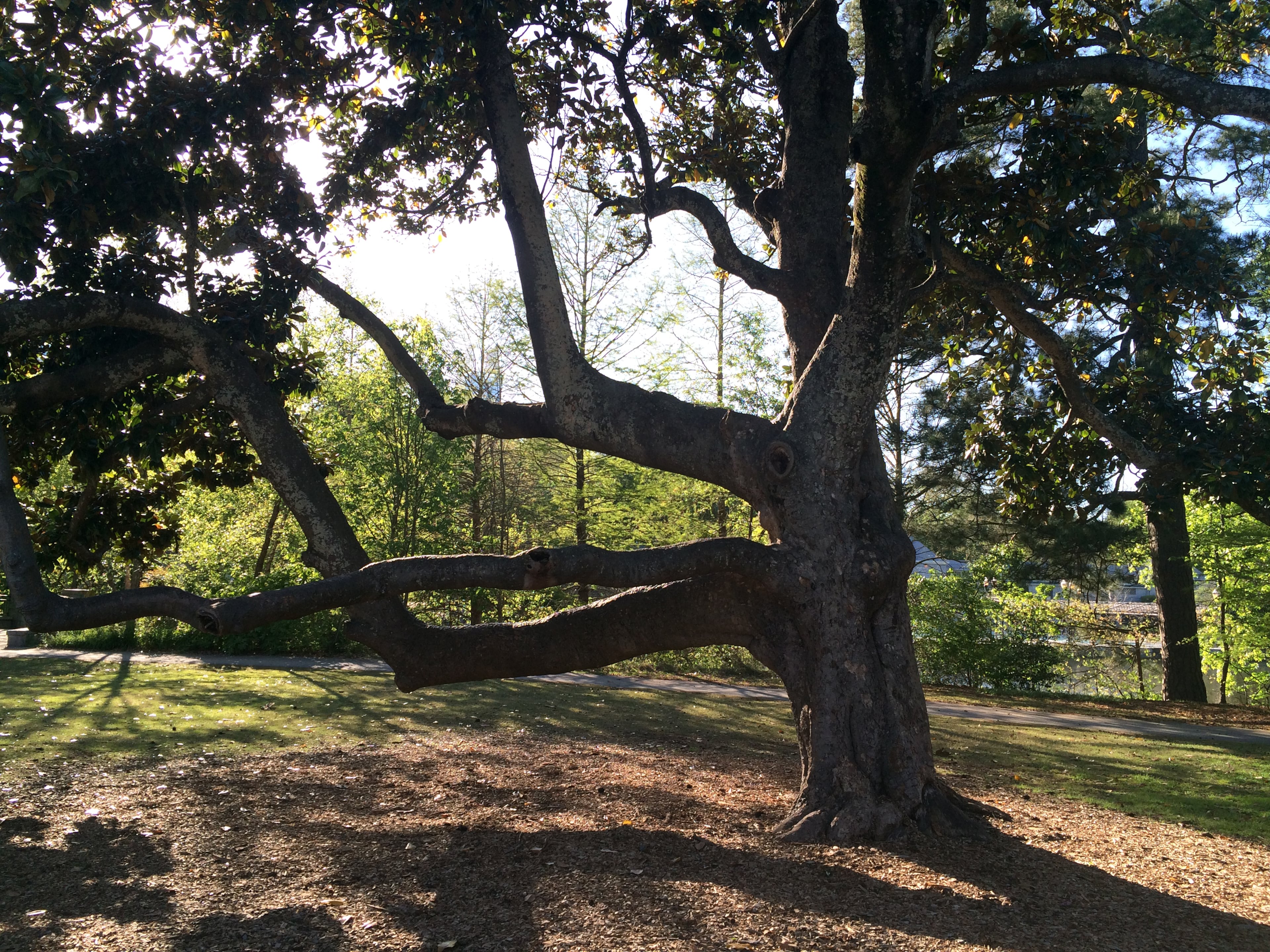 The Piedmont Park Conservancy says that now that the trunk and branches are cut, they may reveal the tree's age, estimated to be more than 100 years. (PETE CORSON / pcorson@ajc.com)