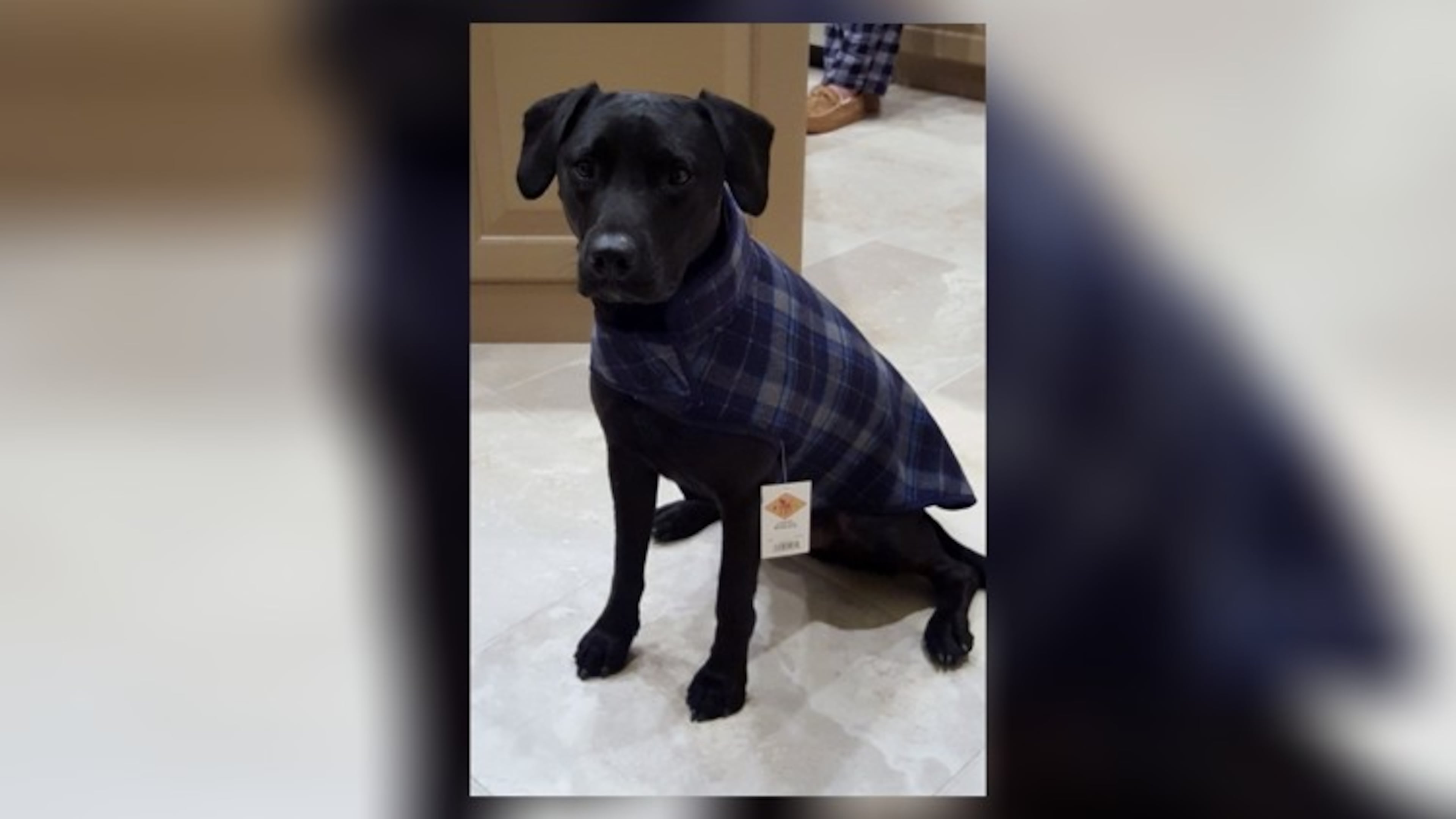 Teddy wears his winter coat.