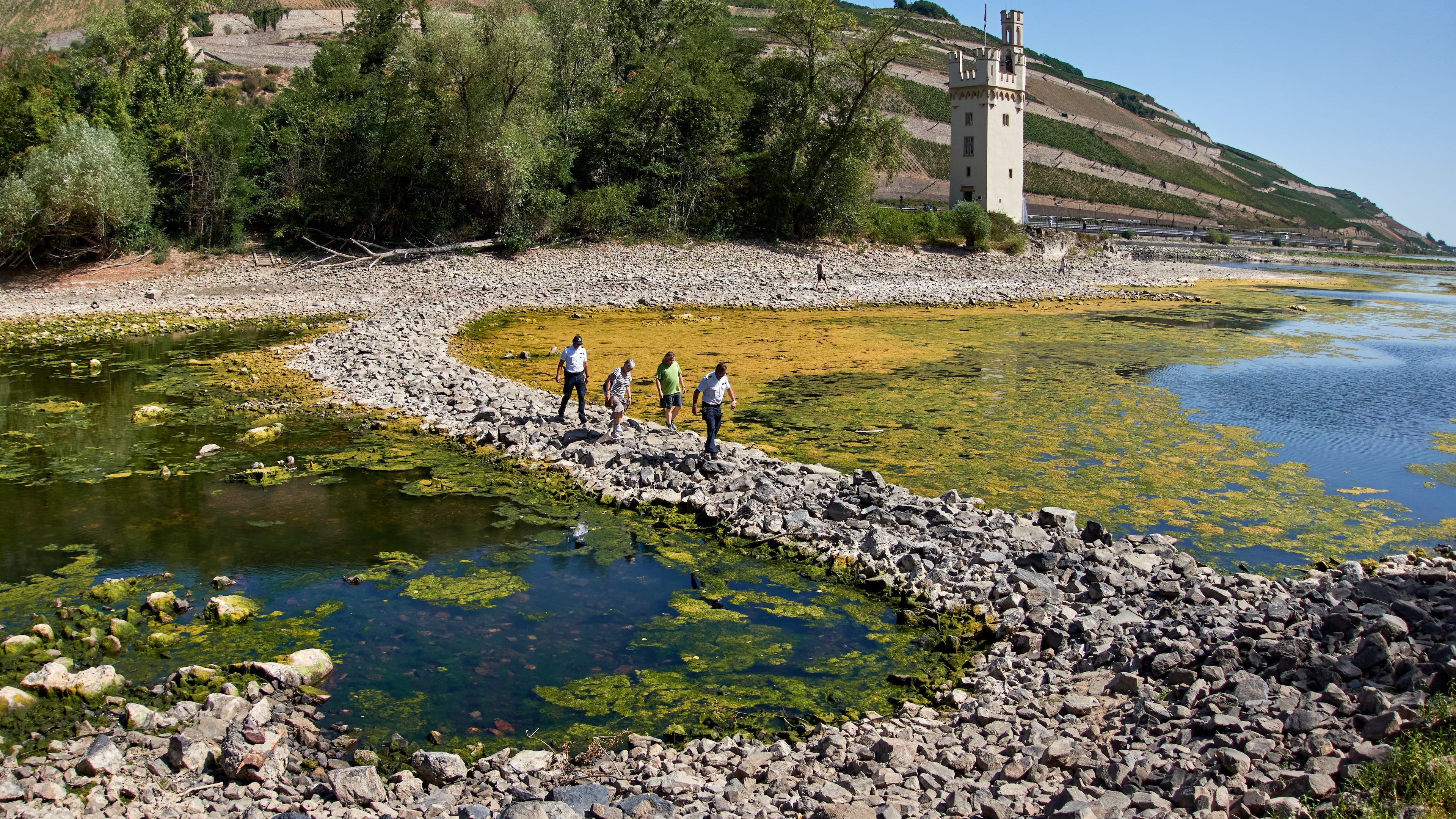 People walk over a stone dam, that is normally covered by water, towards the "Maeuseturm" (mice tower) in the middle of the river Rhine in Bingen, Germany Monday, Aug. 10, 2026. (AP Photo/Michael Probst)