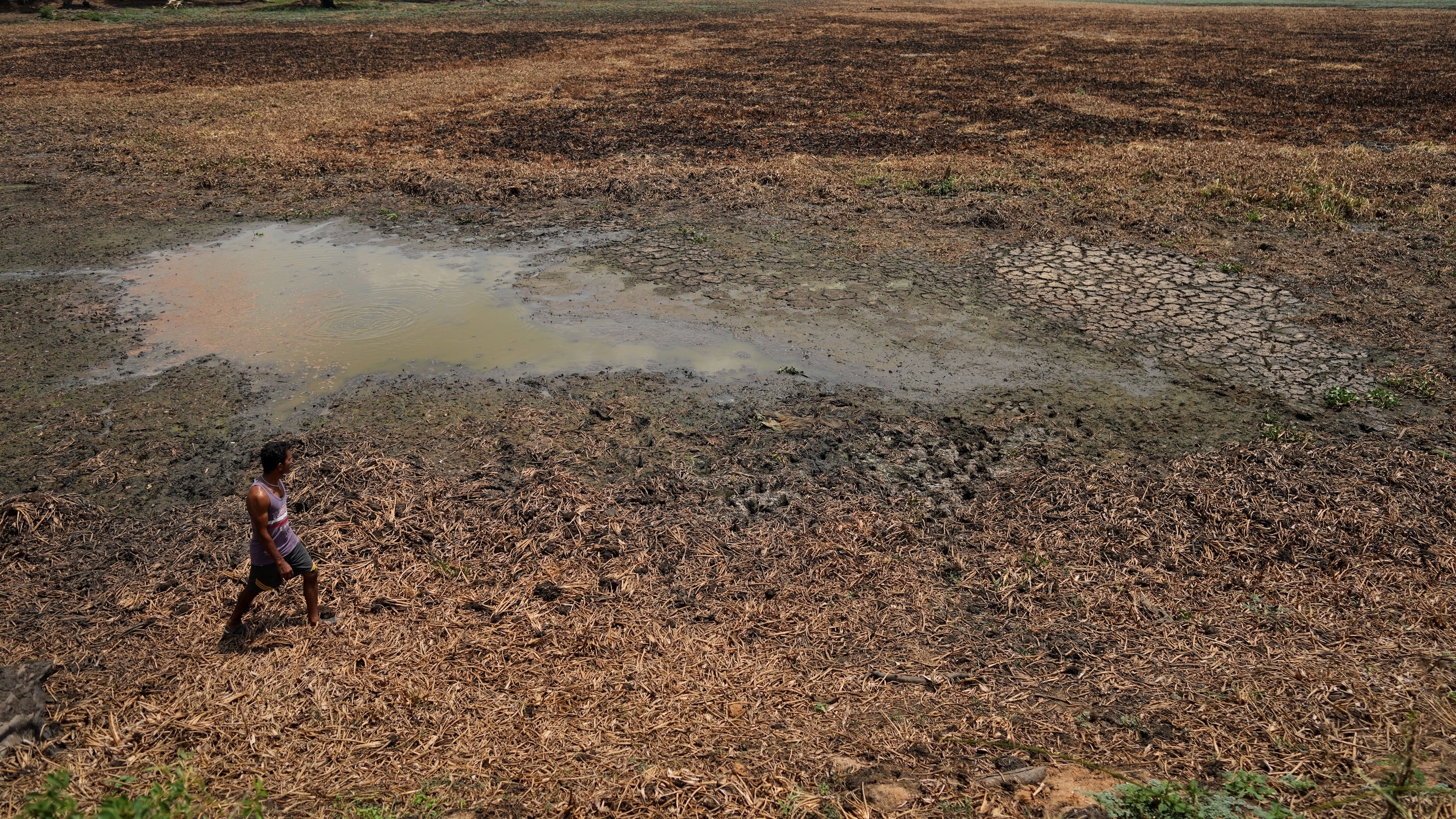 Indika Nuwankumara searches for water in an irrigation tank that dried up due to drought in Medirigiriya, Sri Lanka, Sunday, Sept. 13, 2026. (AP Photo/Eranga Jayawardena)
