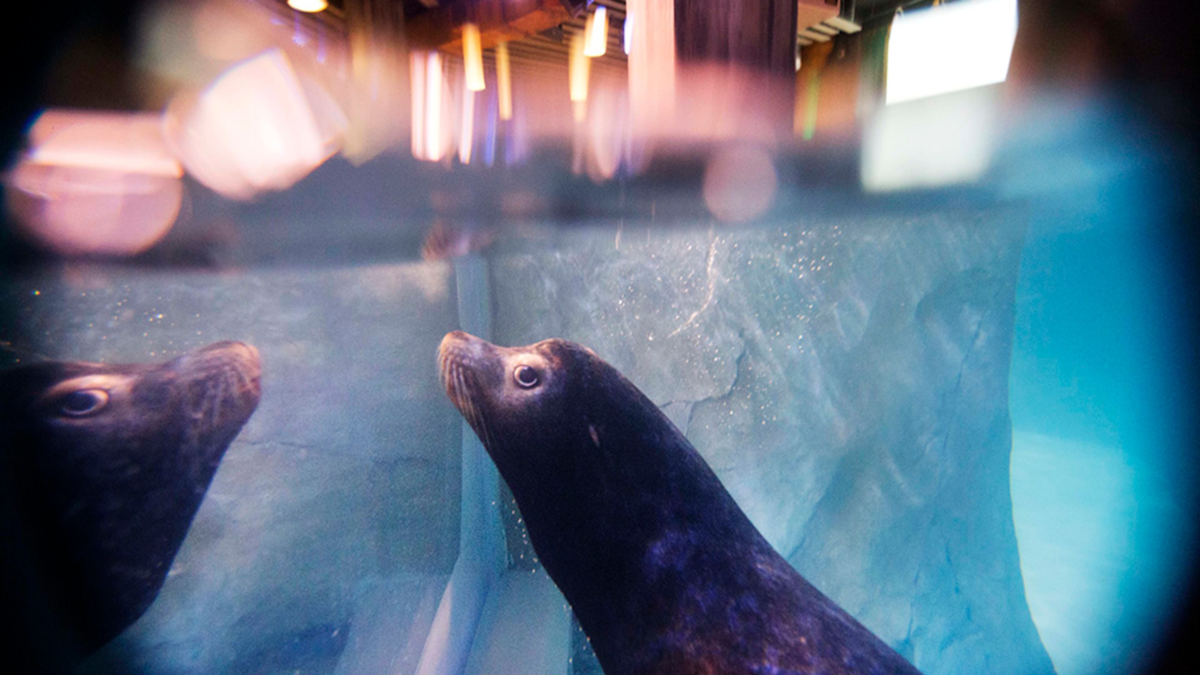 Nav, an 11-year-old rescued California sea lion, swims in the water during a training session at the Georgia Aquarium.