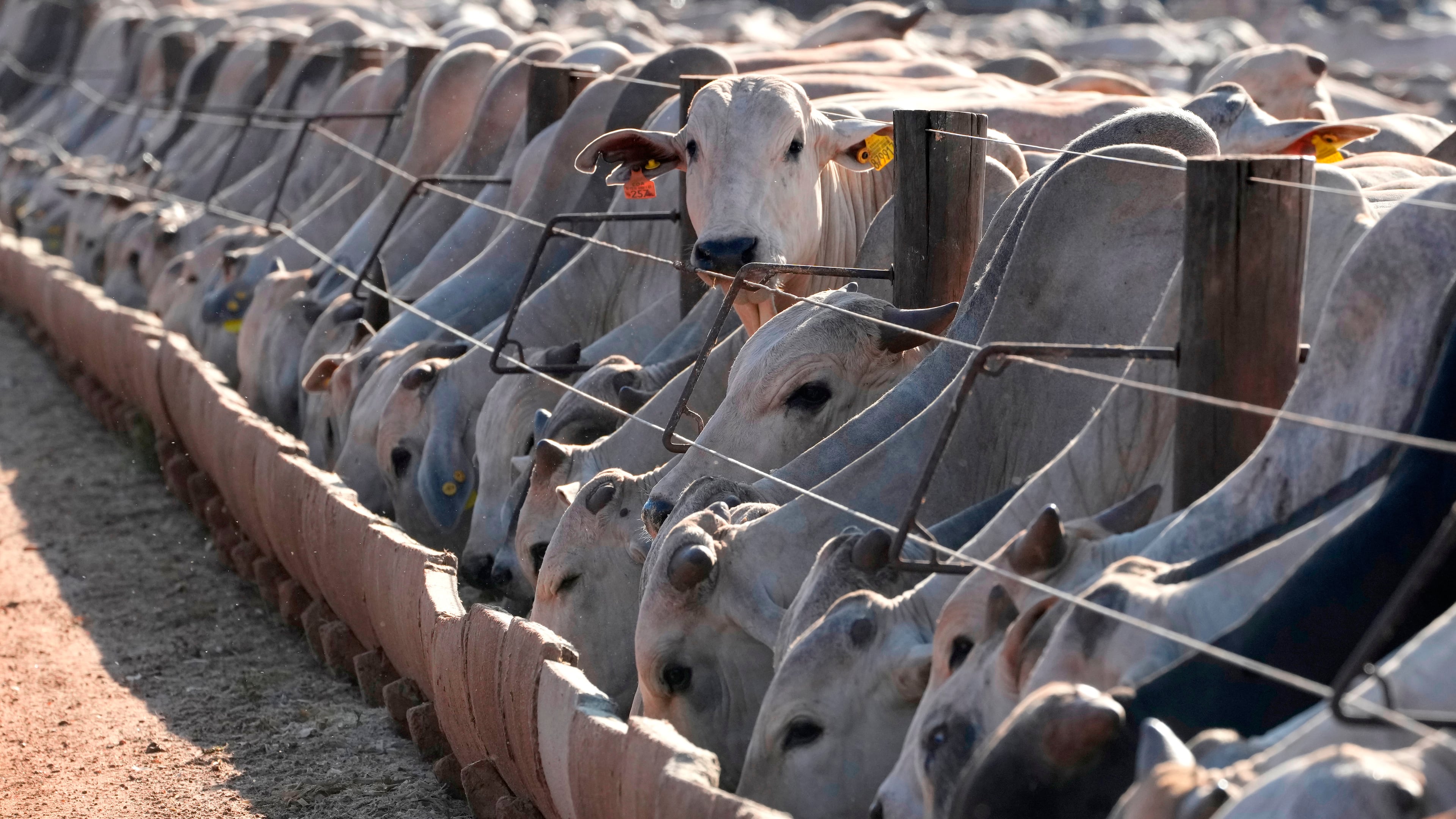 FILE - Cattle eat at a feedlot operated by the Otavio Lage group in Goianesia, Goias state, Brazil, June 13, 2025. (AP Photo/Eraldo Peres, File)