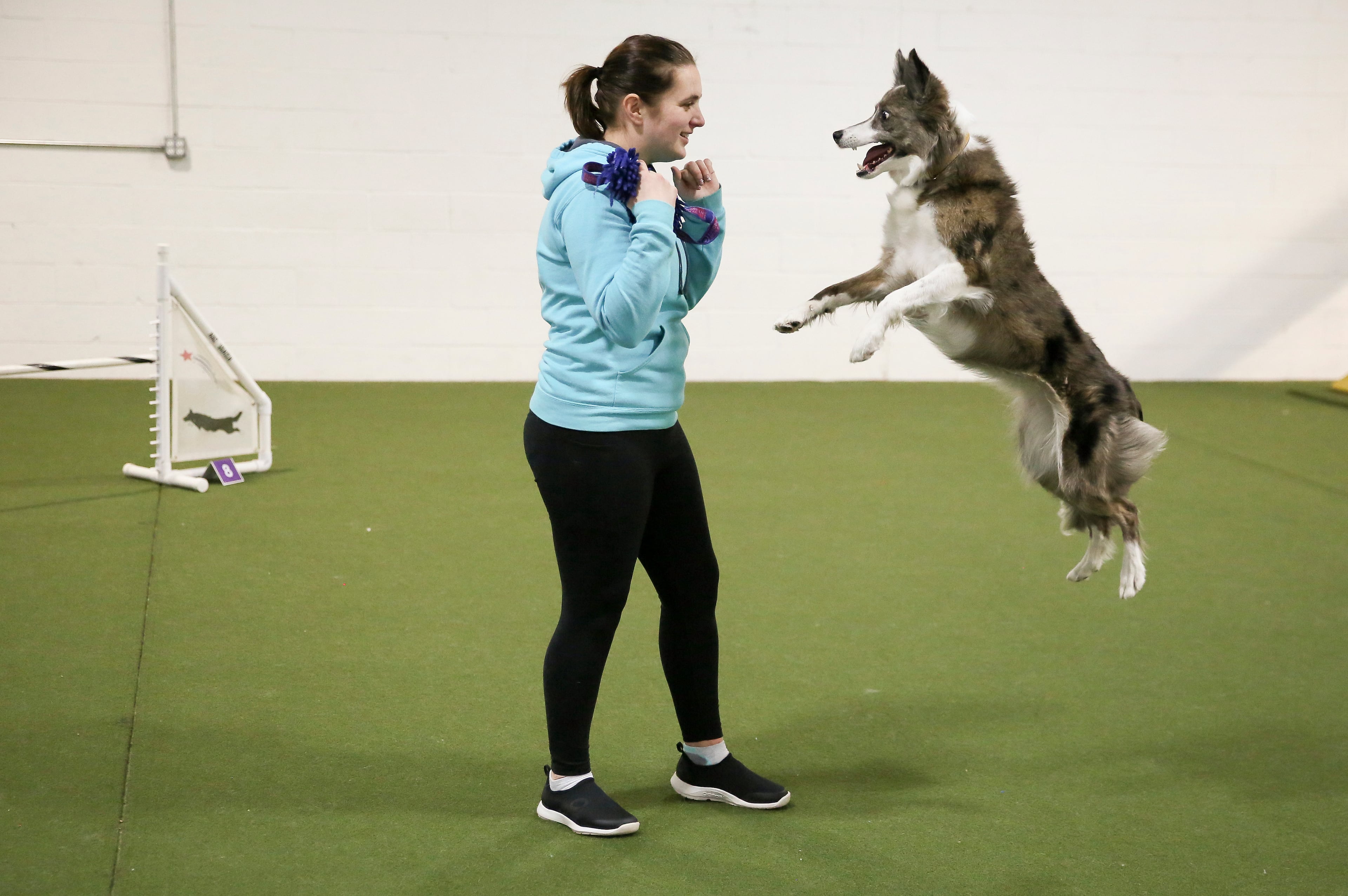 Westminster Dog Show-Agility