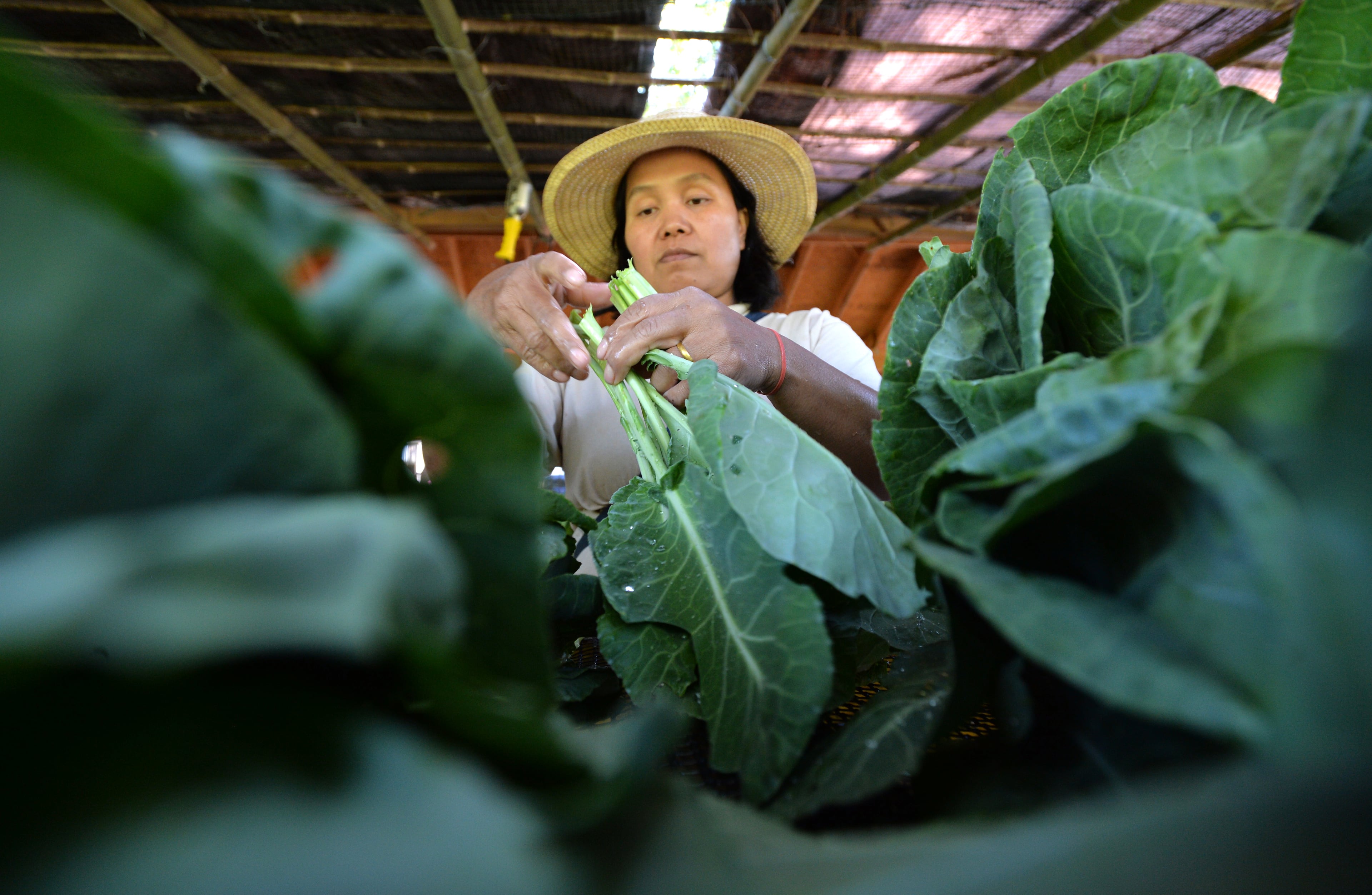 Noela Men, who is originally from Burma, packs collards to sell at Bamboo Creek Farm in Stone Mountain on Saturday, June 14, 2014. HYOSUB SHIN / HSHIN@AJC.COM