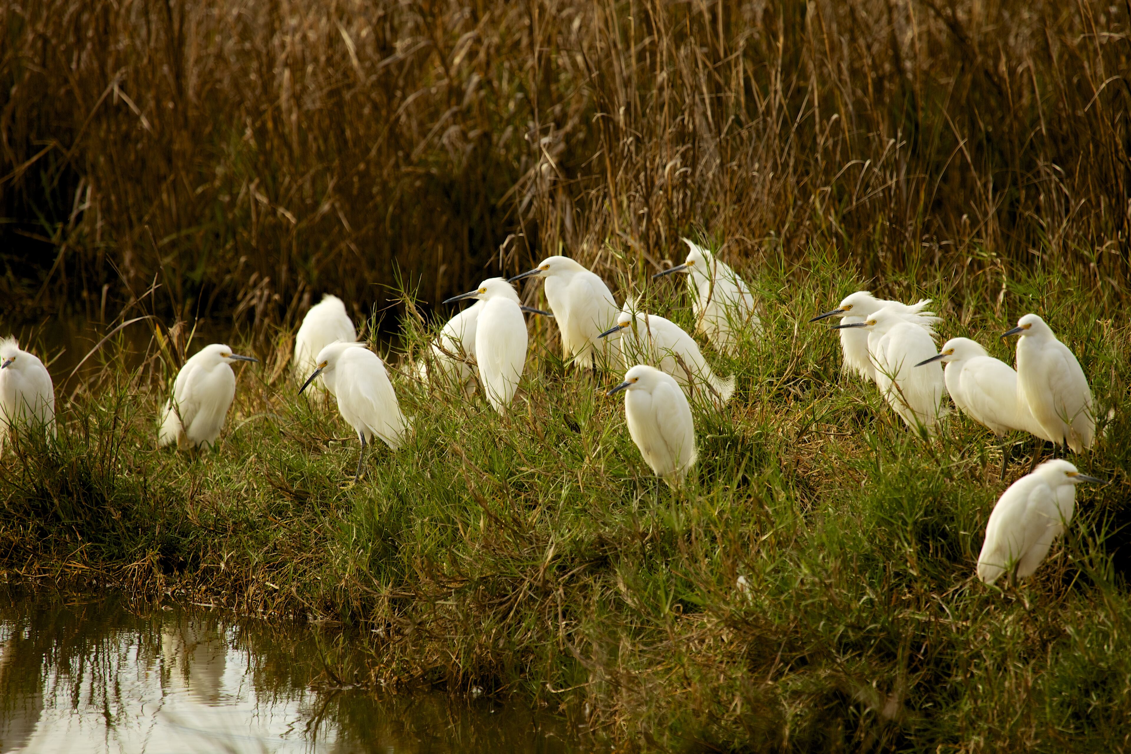 Here are some more photos of Little St. Simons Island. They were taken by Britt Brown, Naturalist with The Lodge on Little St. Simons Island. http://brittleebrown.wix.com/photography