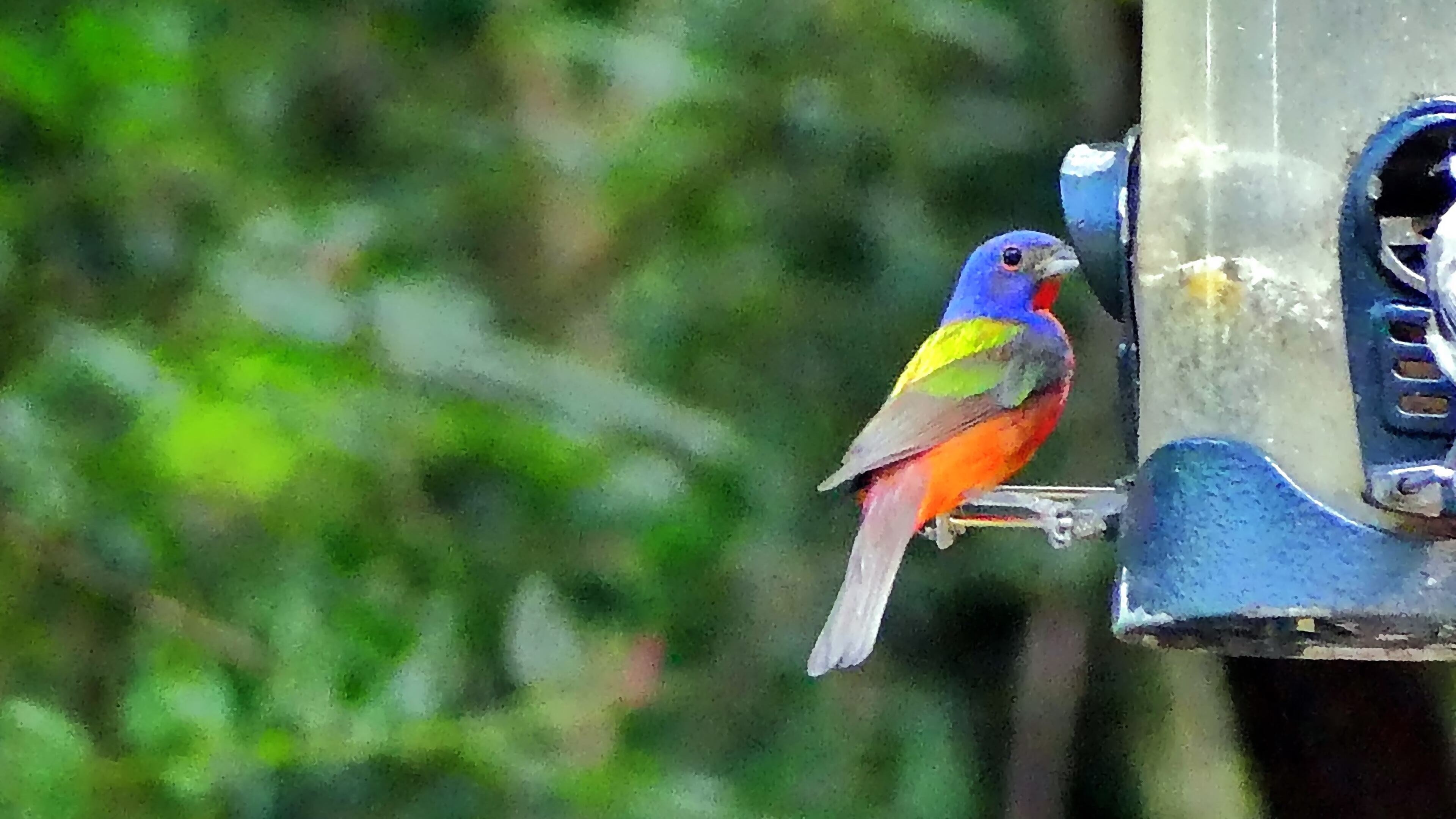 The adult male painted bunting (shown here) is considered the most colorful songbird in North America. It is a common summer breeding resident on the Georgia coast. (Charles Seabrook for The Atlanta Journal-Constitution)