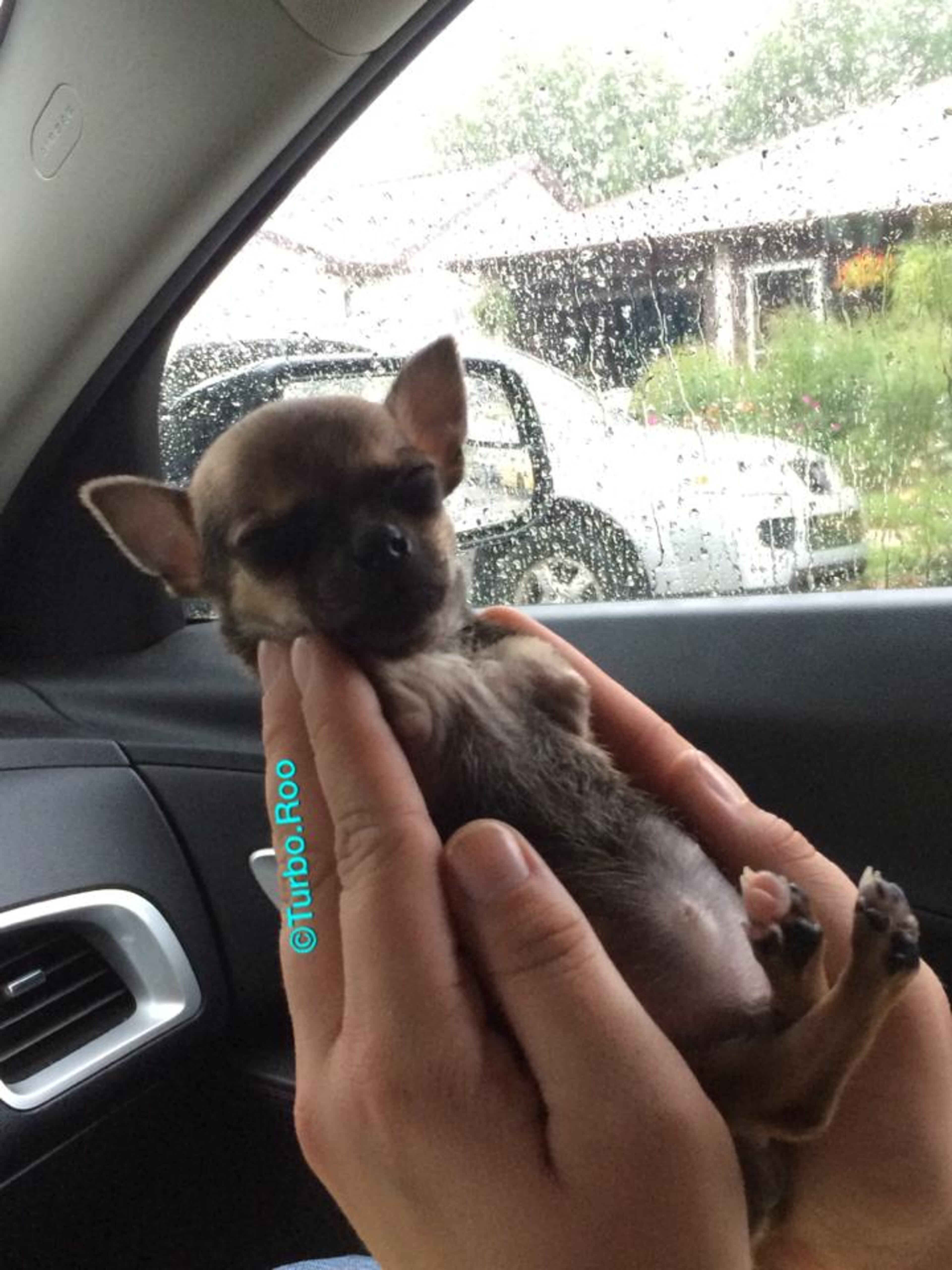 Photos courtesy of Turbo.Roo on Facebook