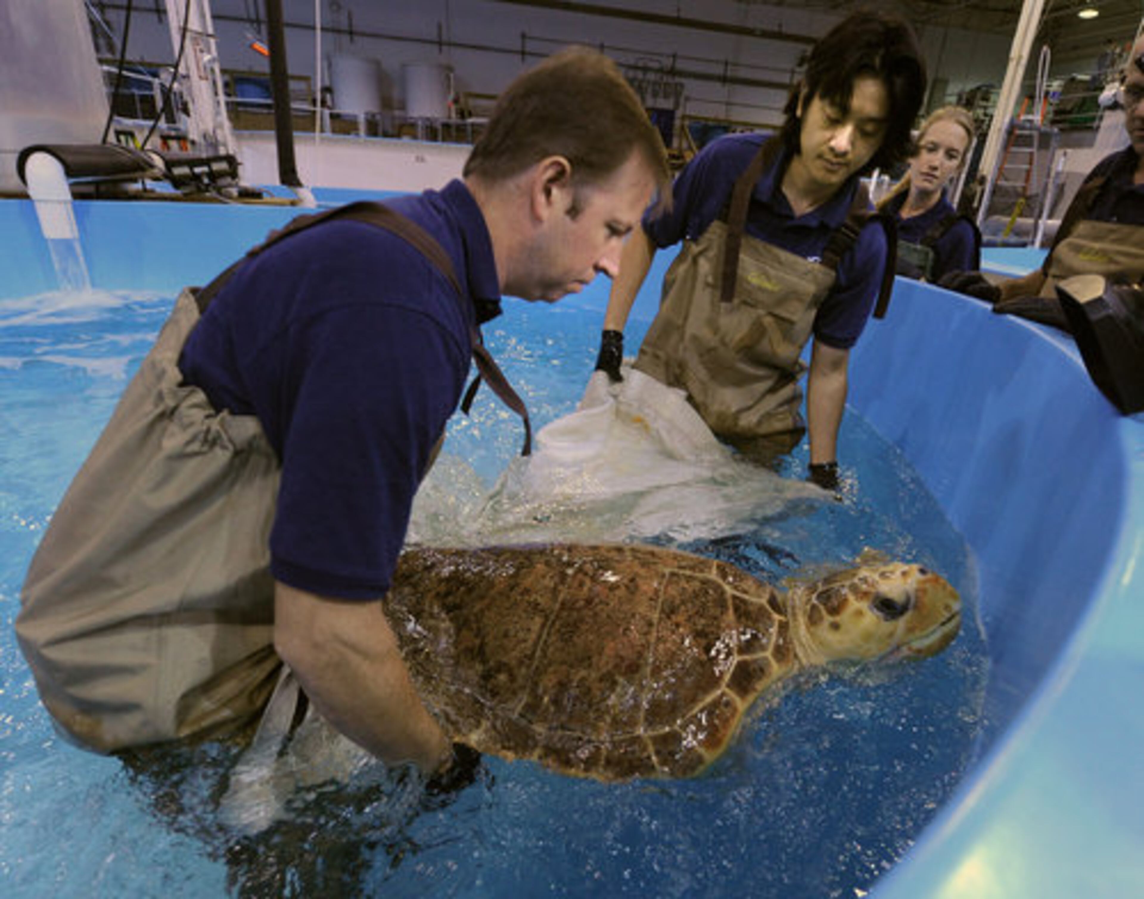 Georgia Aquarium staff Mark Olsen and Akira Kanezaki prepare to lift one of the sea turtles out of its tank so it can get a satellite tag. The turtles were rescued after exceptionally low water temperatures caused their gastrointestinal systems to stop functioning.
