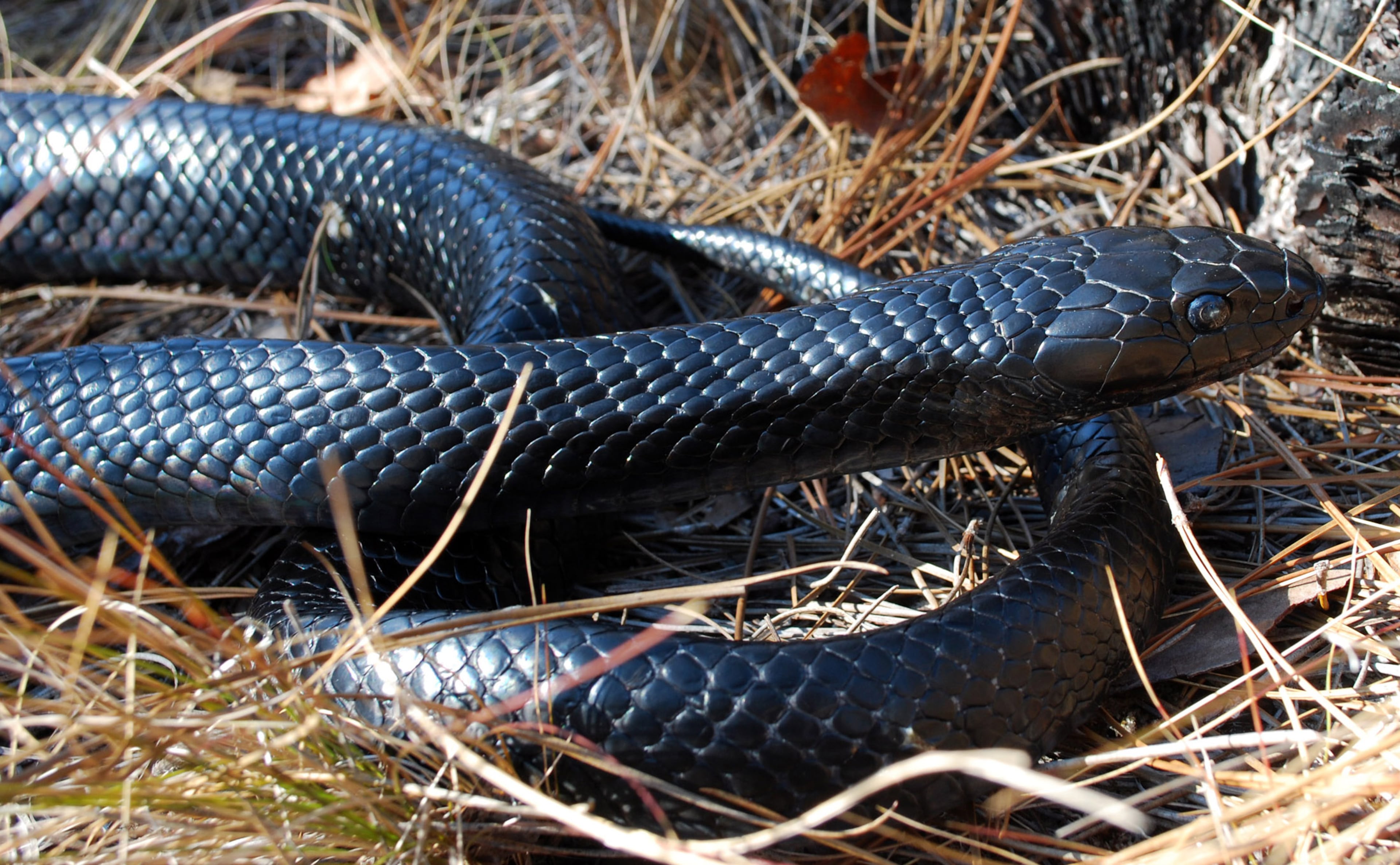 Eastern indigo snake