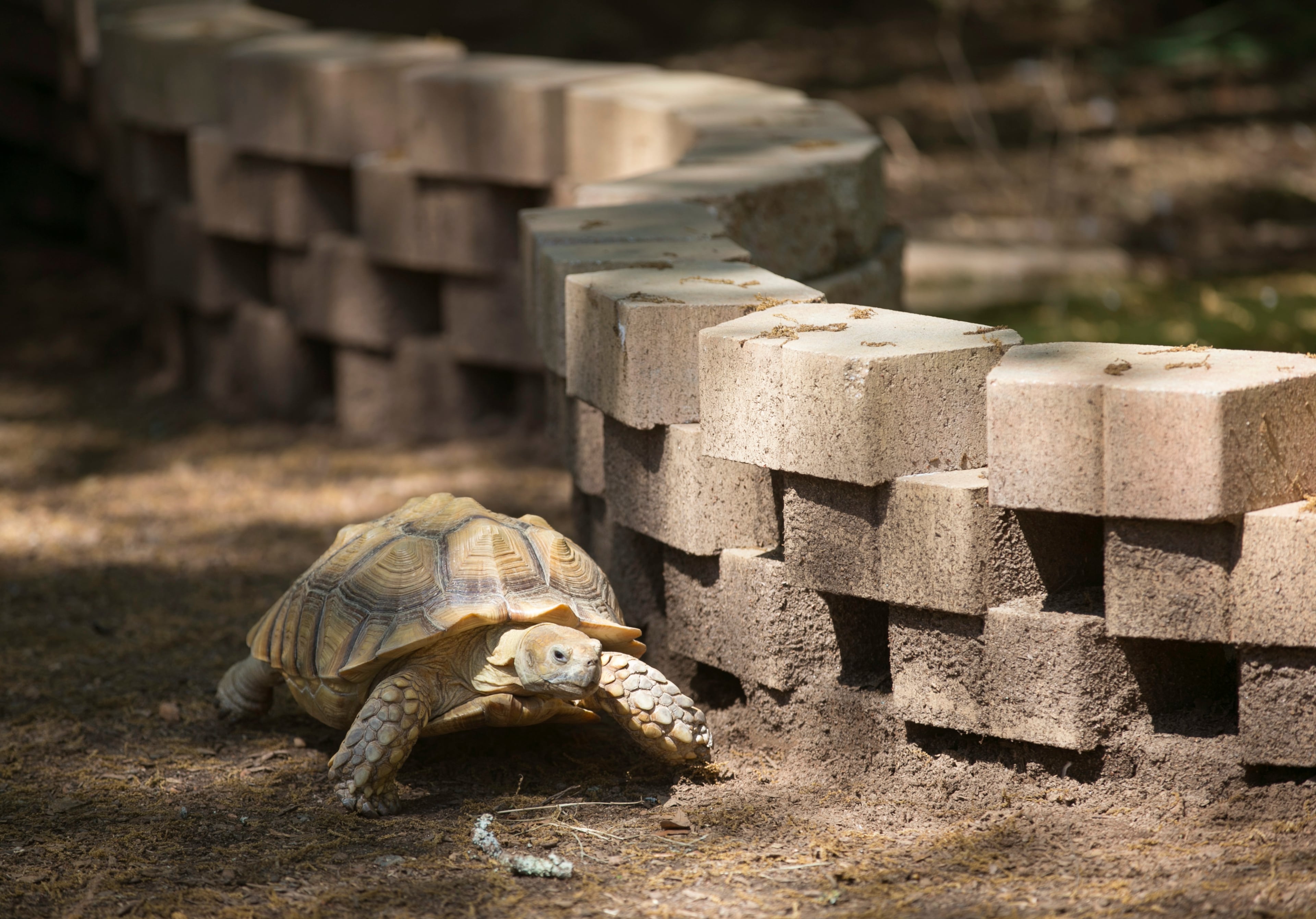 April 2, 2016 - Johns Creek, Ga: An african spurred tortoise named "Pebbles" is shown in at the Visitors' Center at the Autrey Mill Nature Preserve and Heritage Center Saturday, April 2, 2016, in Johns Creek, Ga. This is for the insider's guide feature about the Newtown neighborhood. PHOTO / JASON GETZ