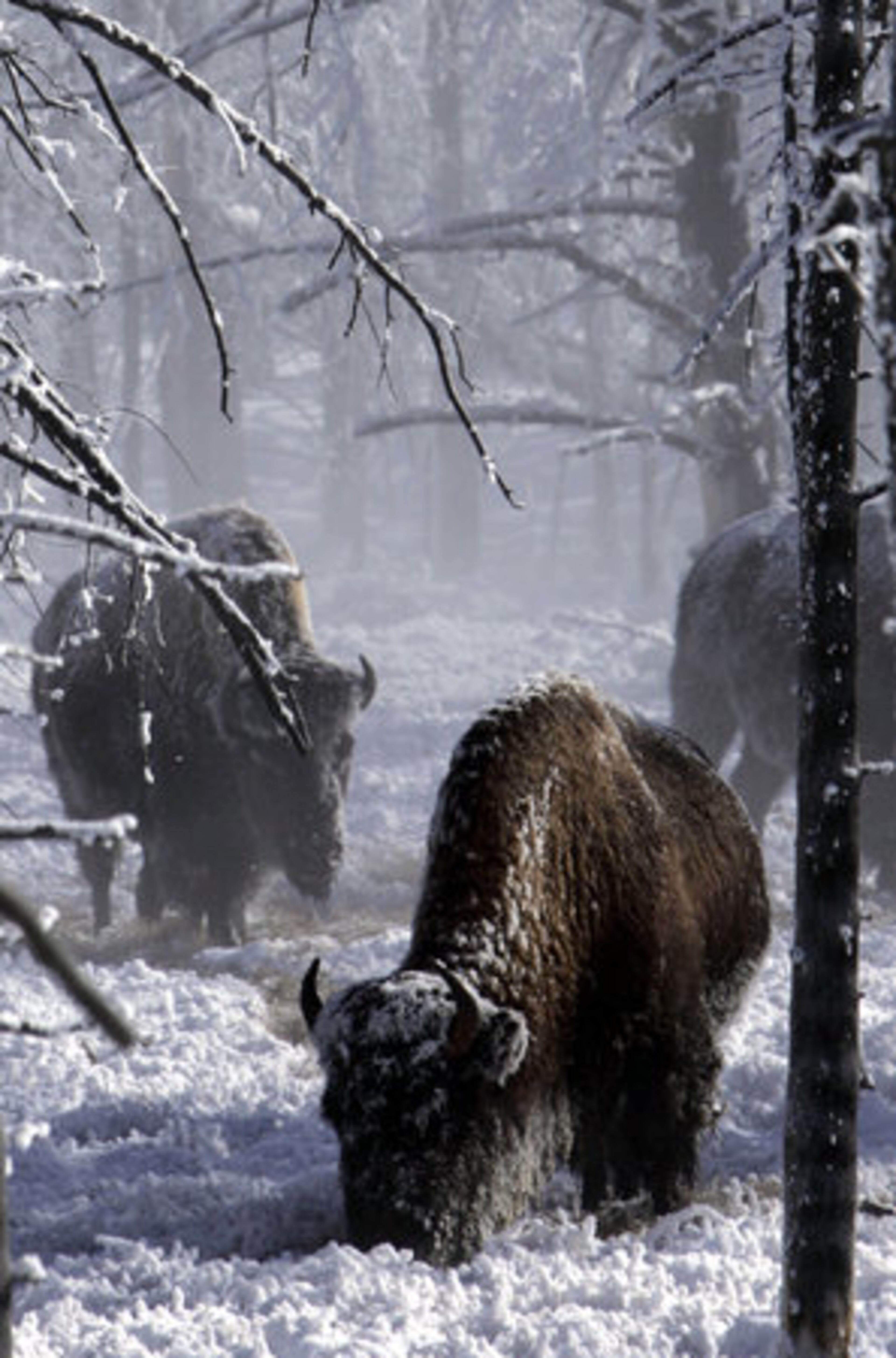 BUFFALO GRAZE in a frozen forest inside Yellowstone.
