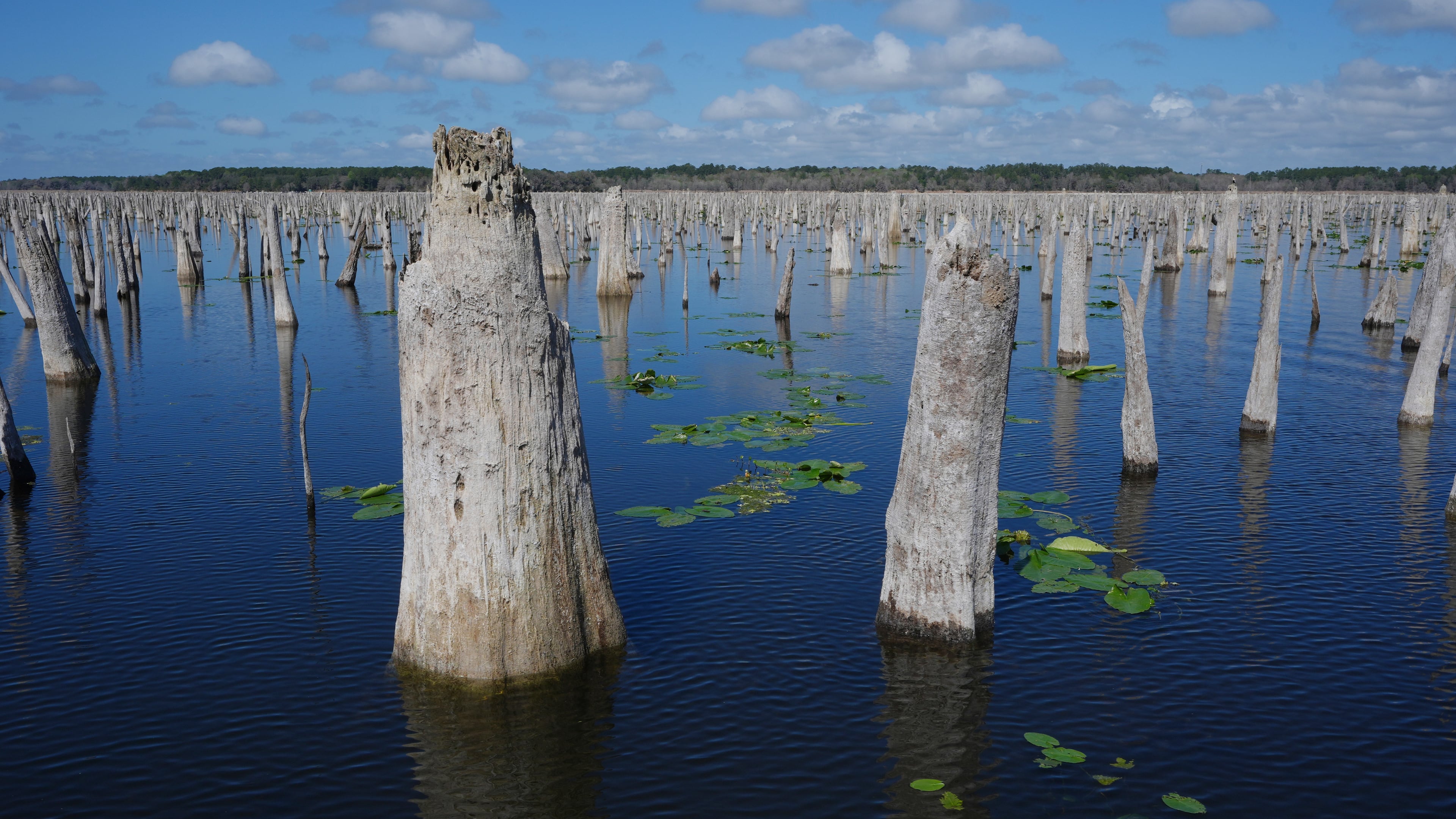 The dead trunks of cypress trees, cabbage palms and other wetland plants briefly emerge during a drawdown of the Rodman Reservoir on Wednesday, March 4, 2026, in Palatka, Fla. (AP Photo/Marta Lavandier)