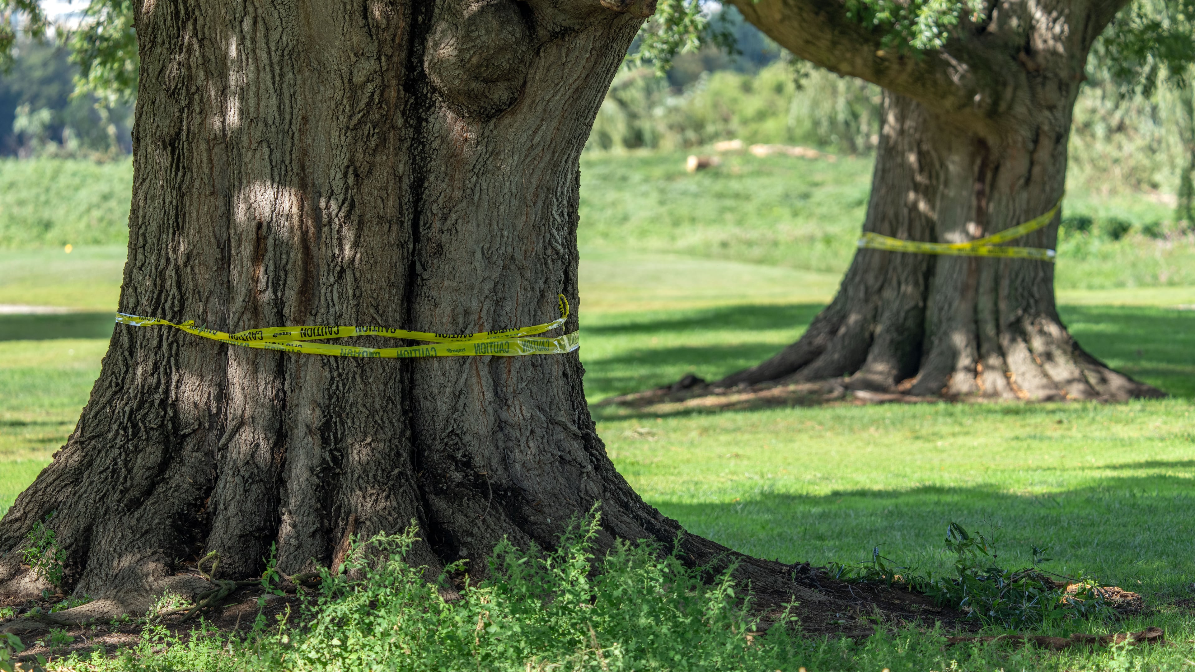 The trunks of large trees are wrapped in caution tape at the East Potomac Golf Links, Monday, Oct. 12, 2026, in Washington. (AP Photo/Mark Schiefelbein)