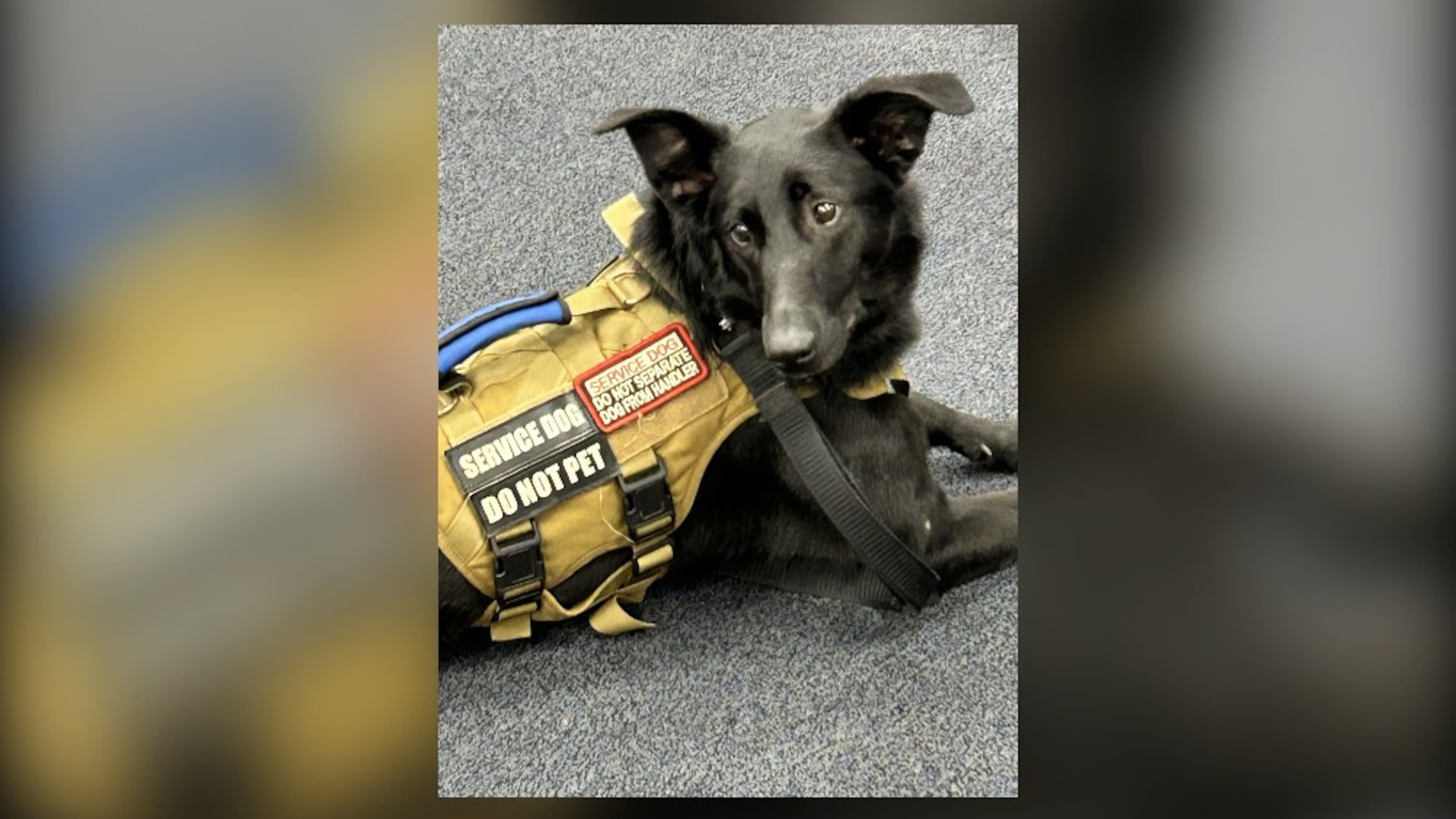 Ophelia, who was shot and killed Wednesday by a Cobb County Sheriff's deputy, is shown here in her service dog vest. (Courtesy of Healing4Heroes)